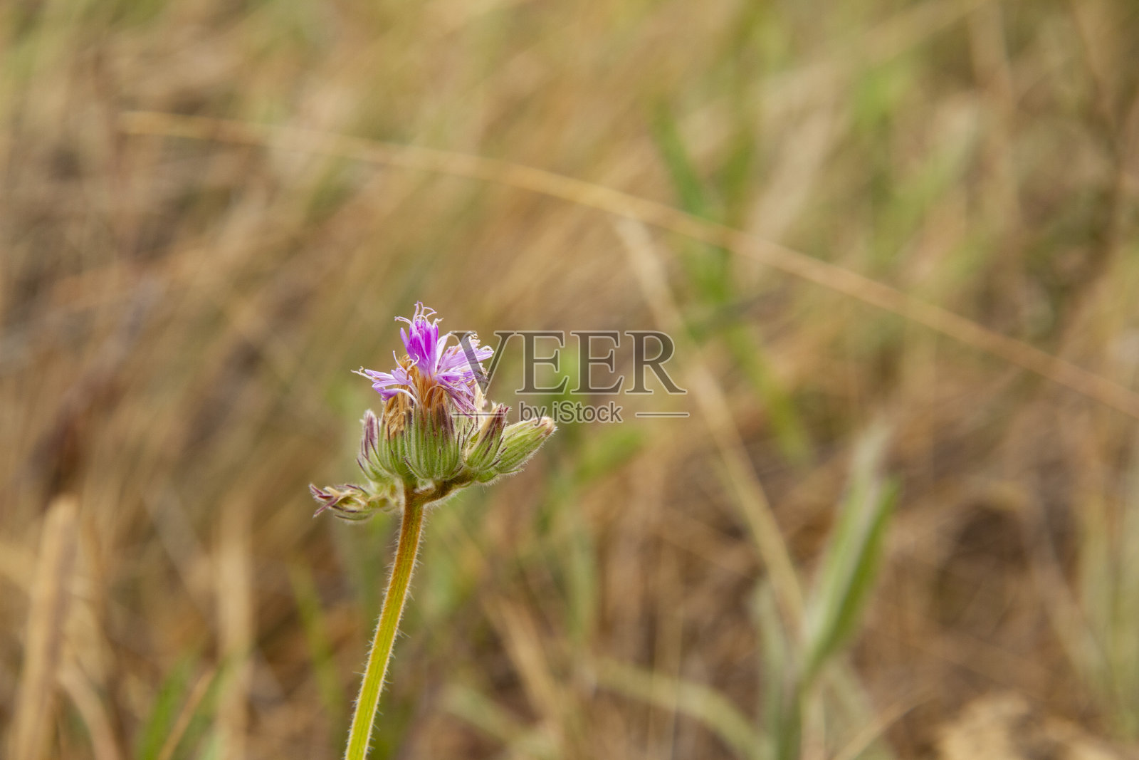 粉红色的小花照片摄影图片