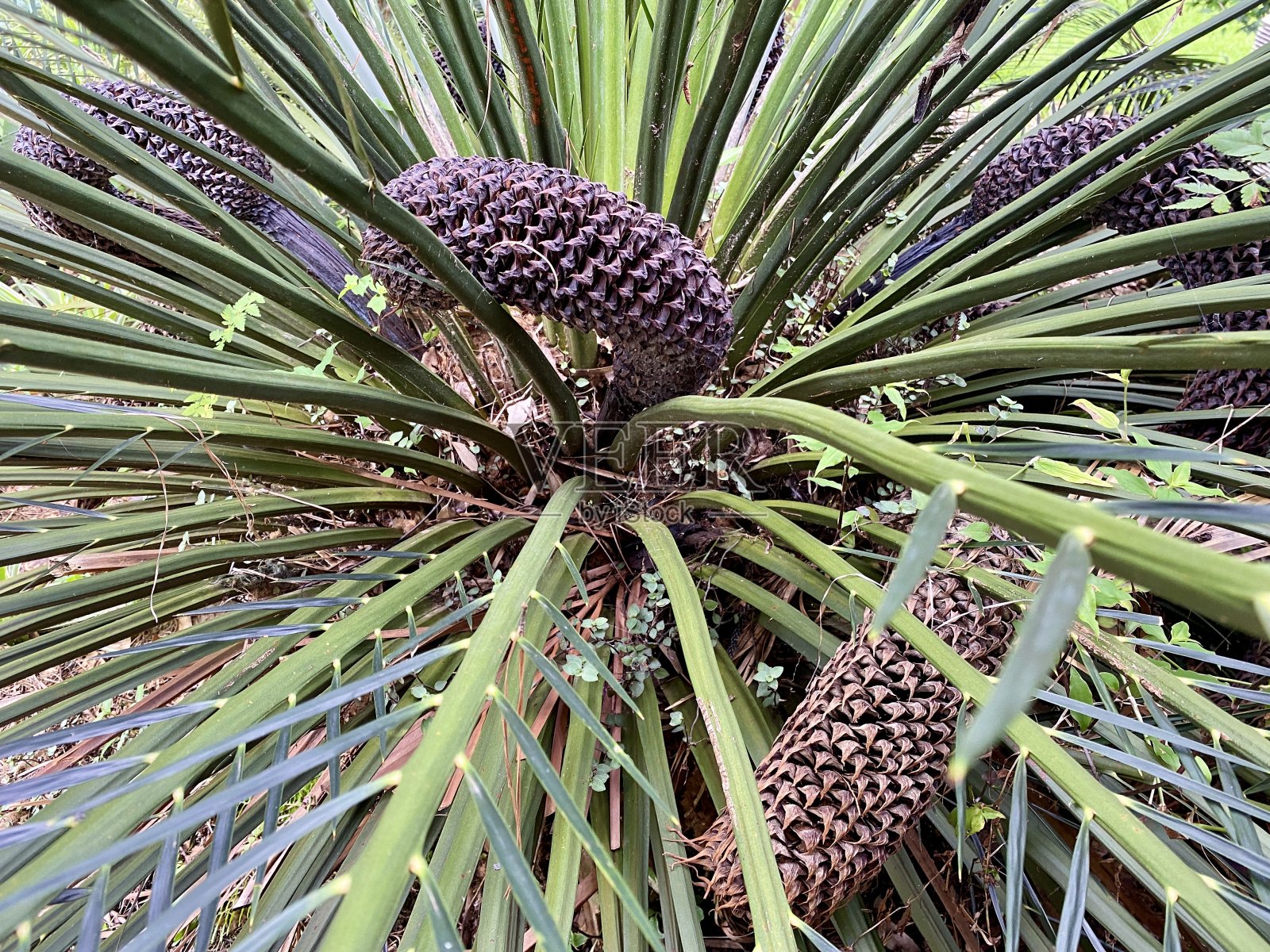 苏铁属植物植物照片摄影图片