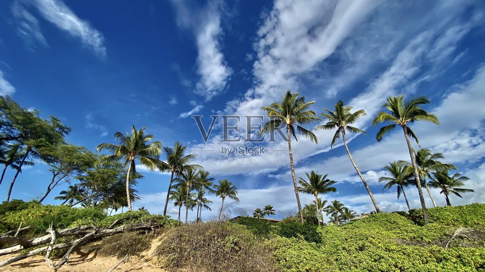 蓝天和棕榈树照片摄影图片