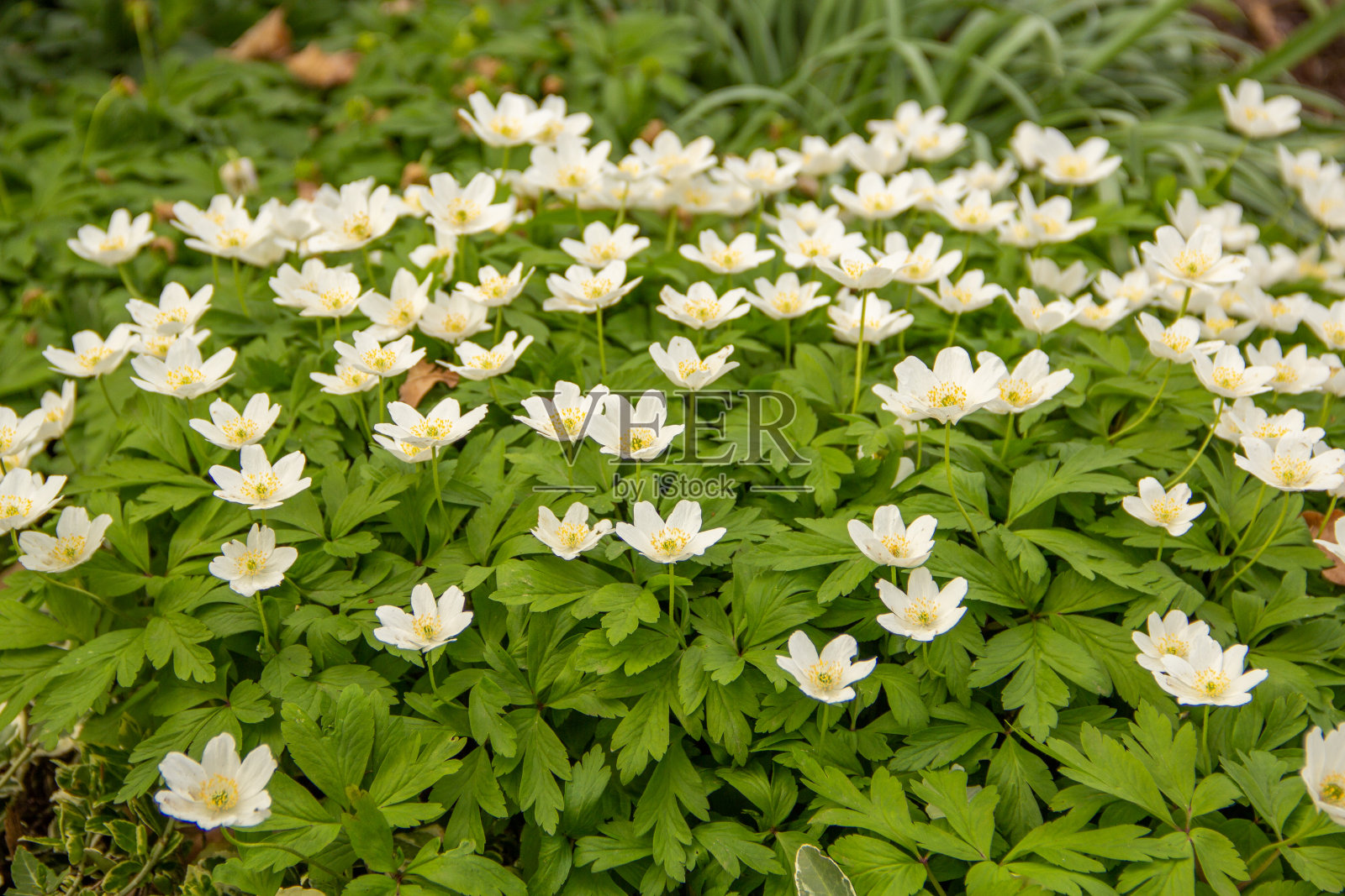 大银莲花,Waldanemone照片摄影图片