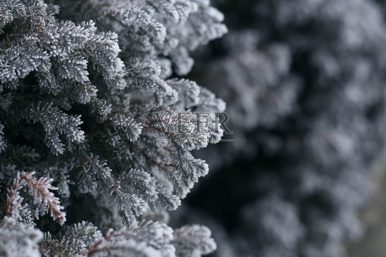 常绿植物西花蓟的冰冻叶片。冬天的早晨,花园里的细枝上结霜。结霜的杜嘉,圣诞树的背景。照片摄影图片