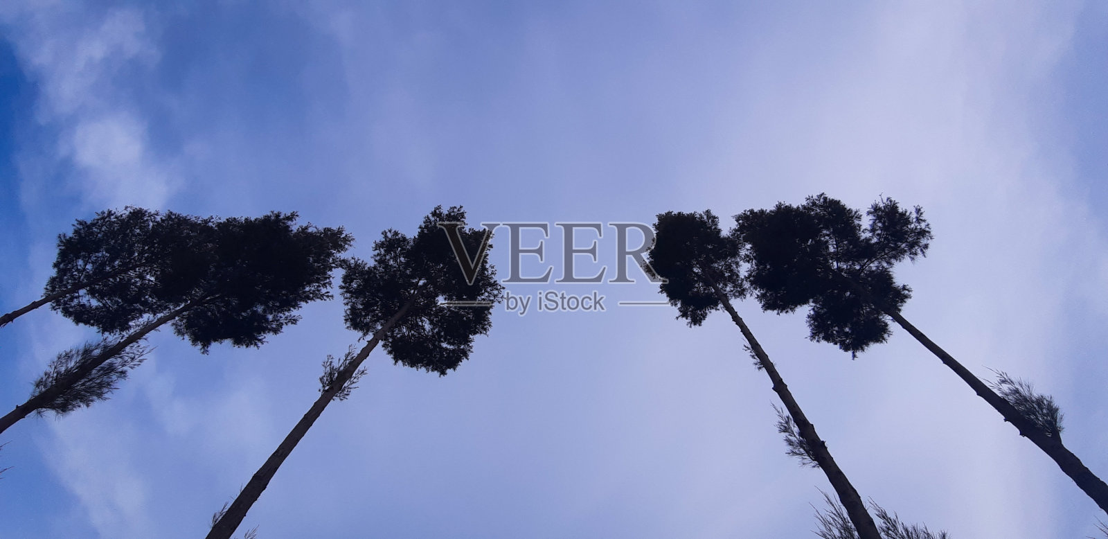 天空中的树照片摄影图片