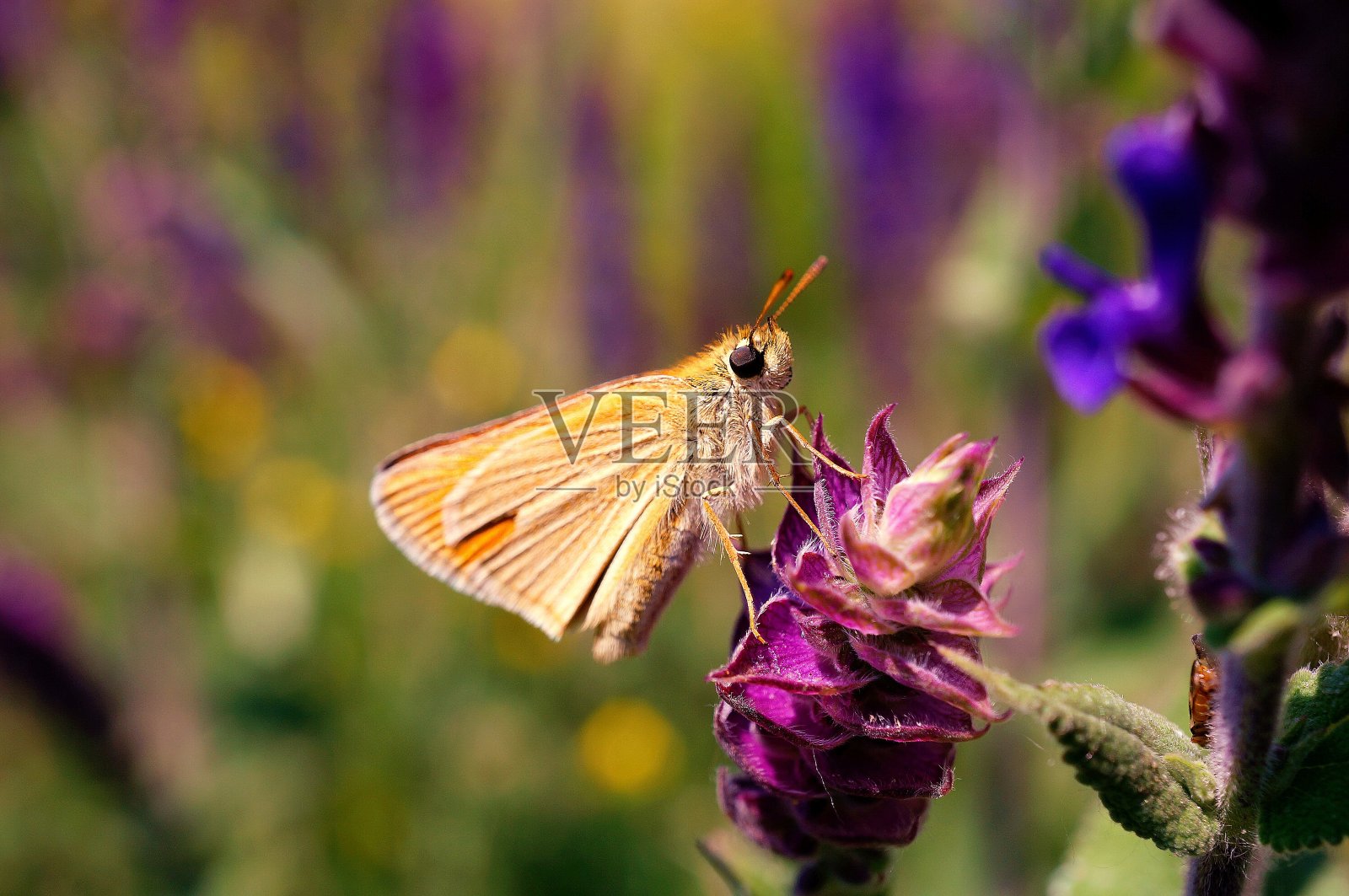 野花里的一只蝴蝶。照片摄影图片