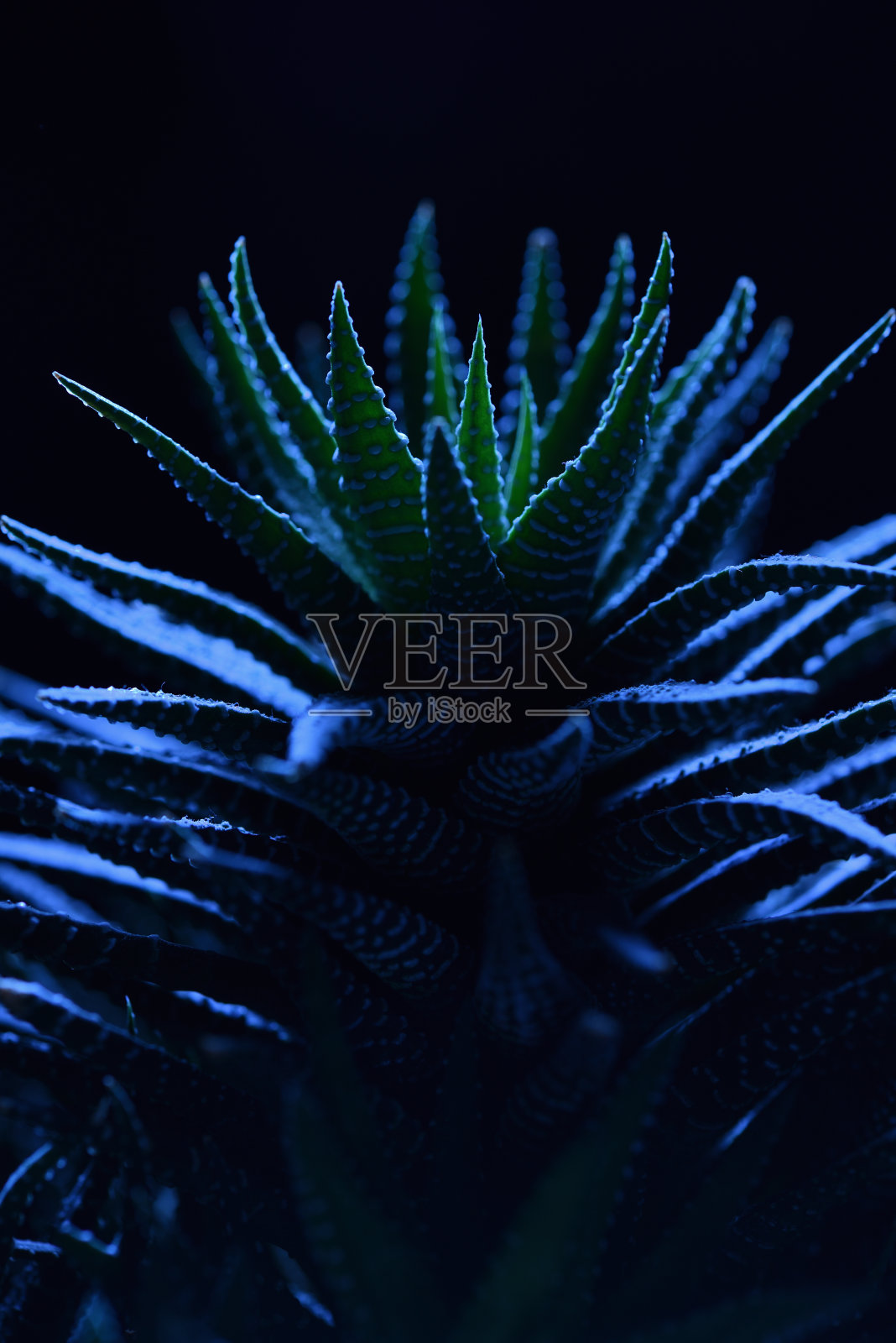 在黑色背景下的戏剧性的蓝色灯光下的多肉植物照片摄影图片