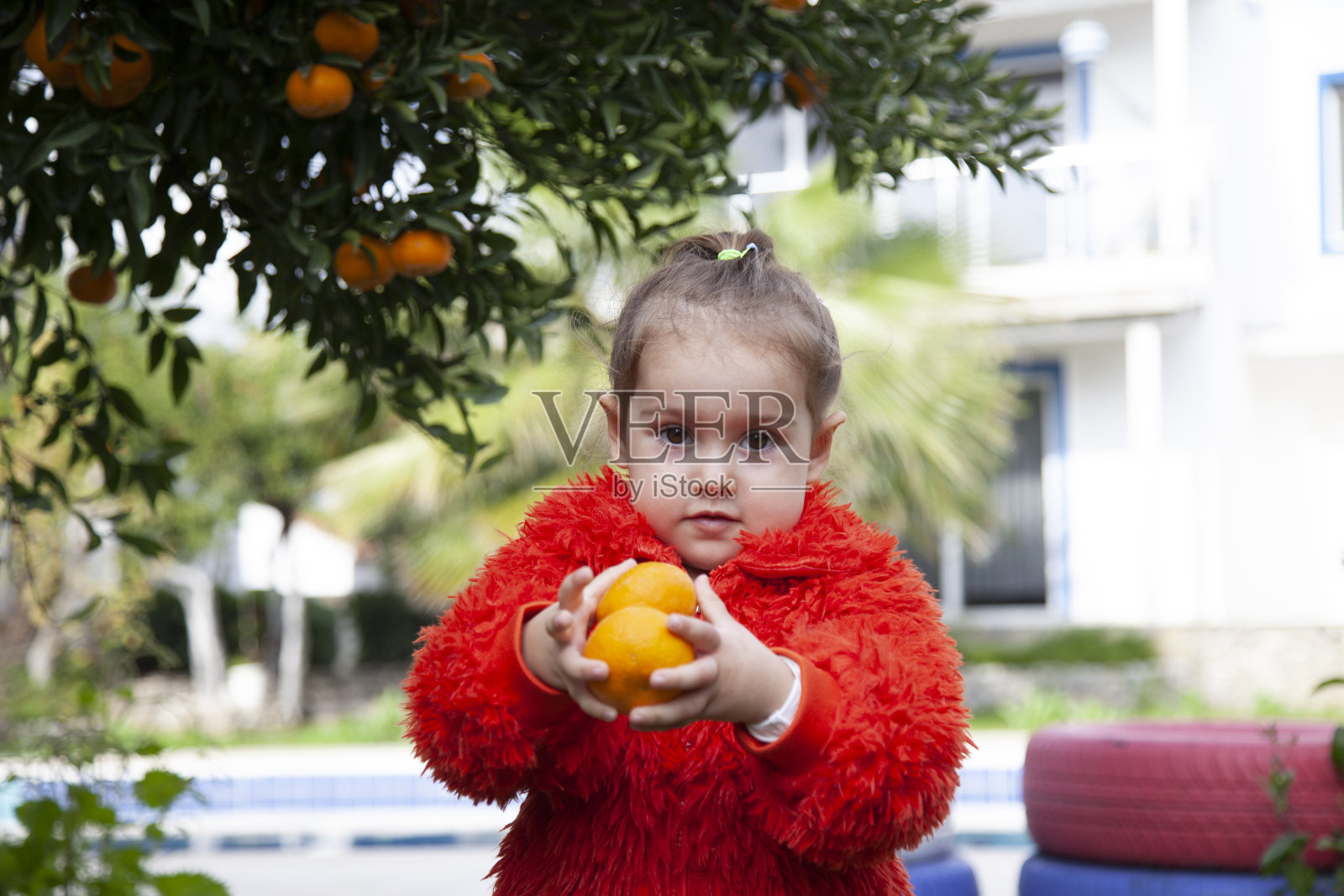 从树上摘橘子的小女孩正在送橘子照片摄影图片
