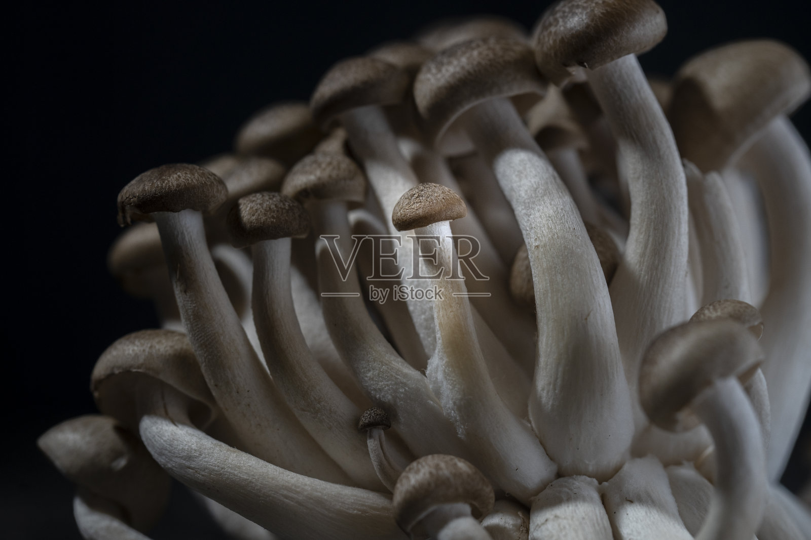 静物:新鲜生蘑菇照片摄影图片