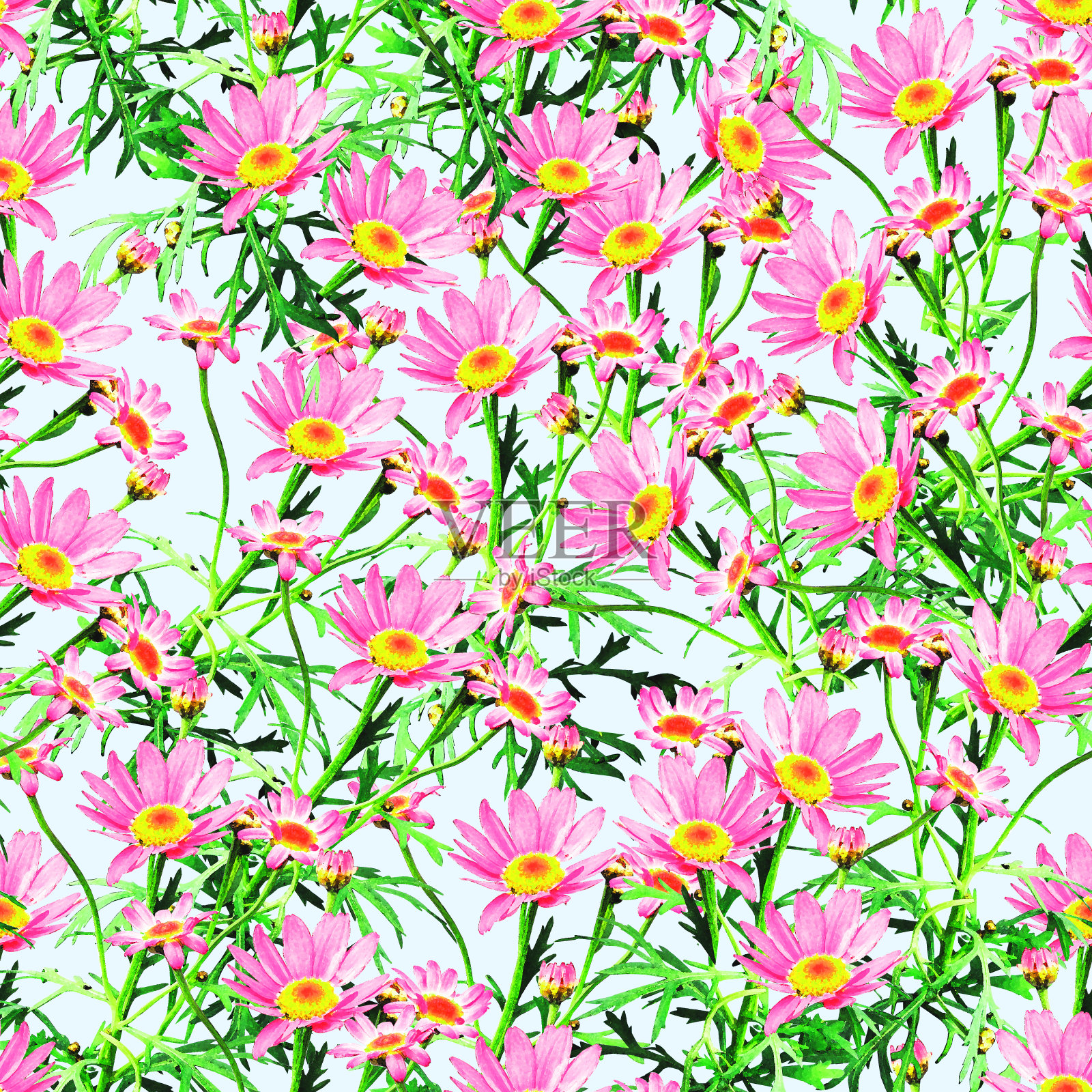 洋甘菊花植物无缝花纹。插画图片素材