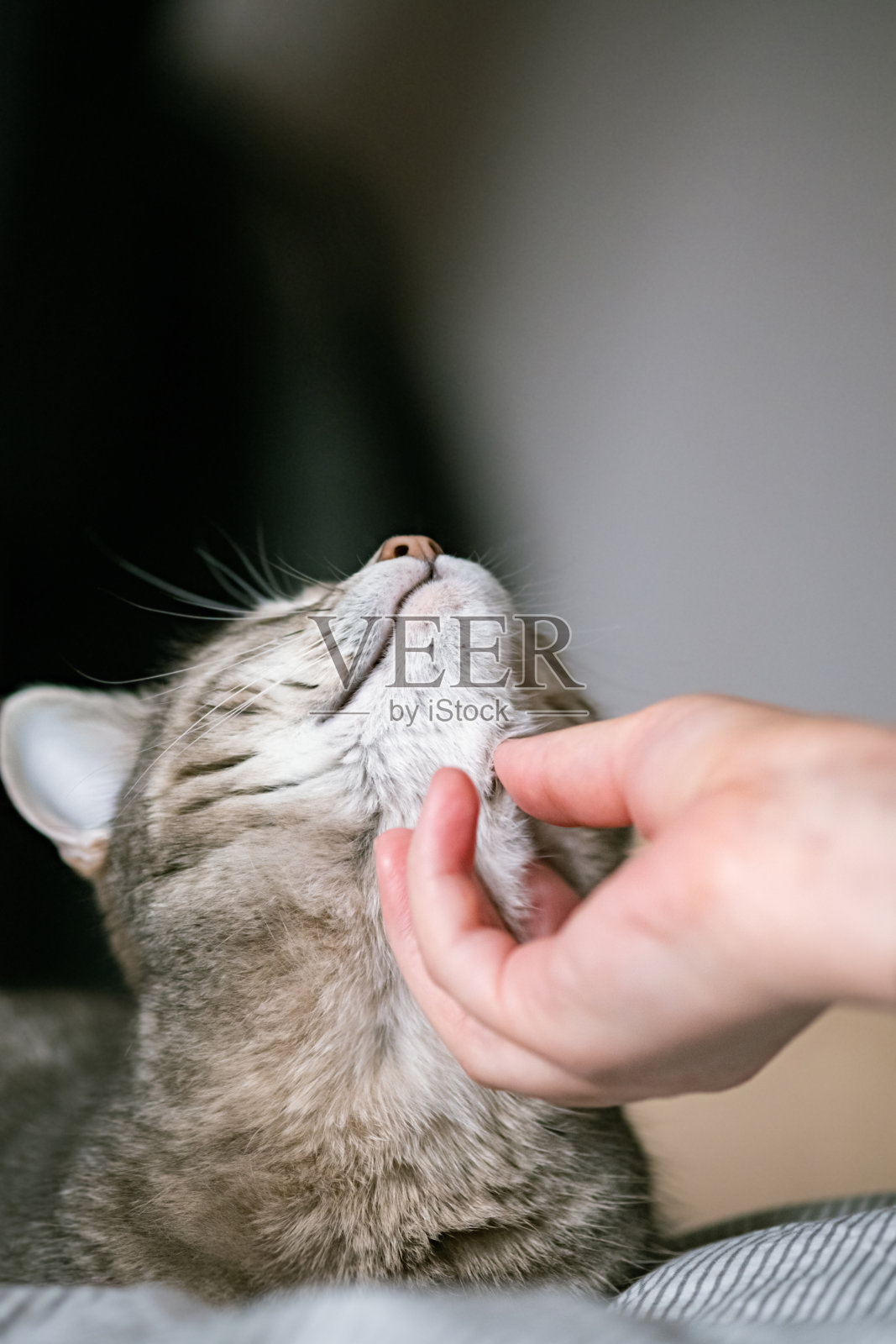 灰条纹的猫躺在床上,女人的手放在灰色的背景上。女主人轻轻地抚摸着猫的毛。猫和人的关系。世界宠物日。照片摄影图片