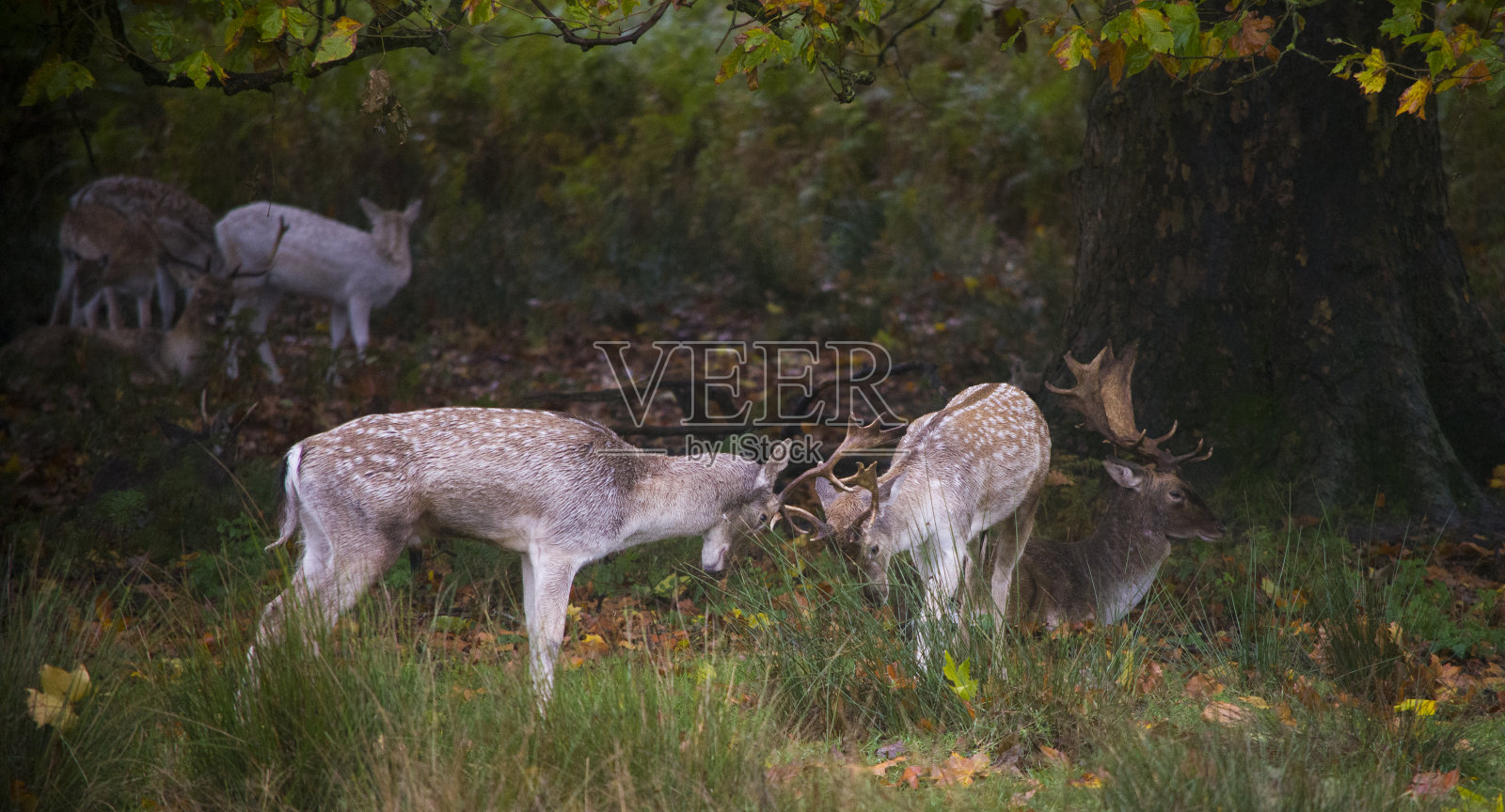 发情的雄鹿照片摄影图片