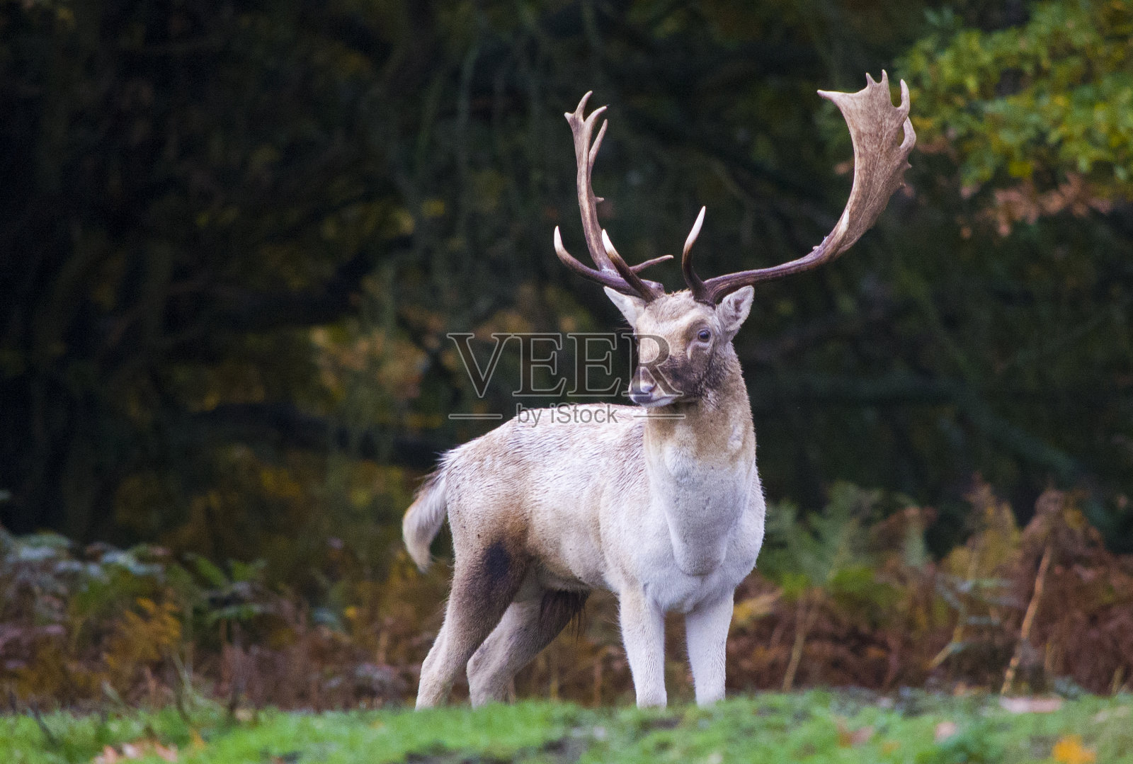小鹿鹿照片摄影图片