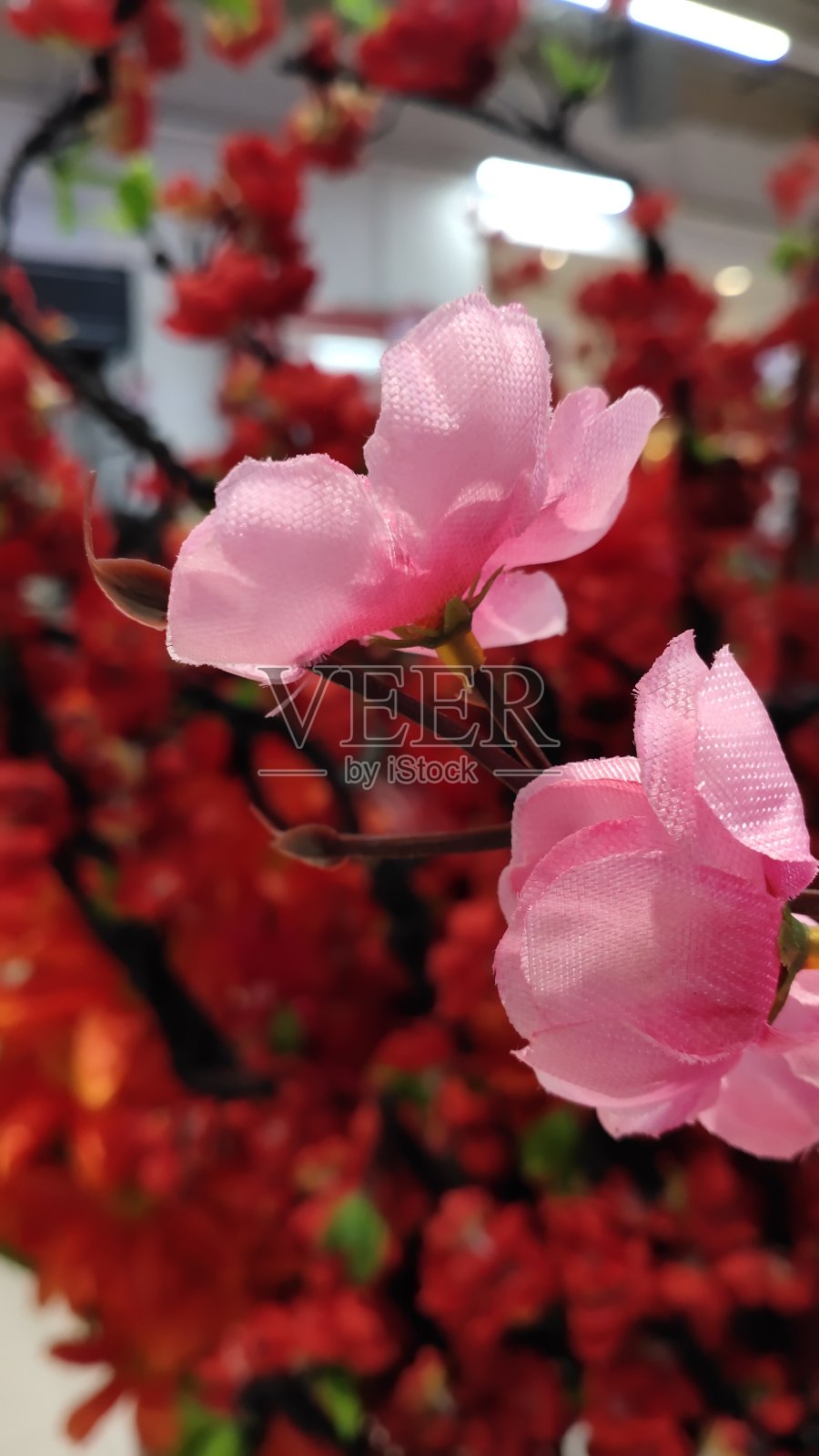 粉红色的花照片摄影图片