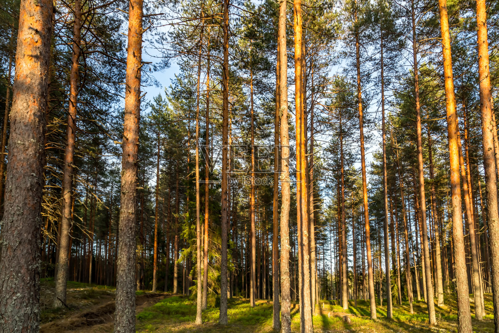 苍松绿树,森林自然景观照片摄影图片