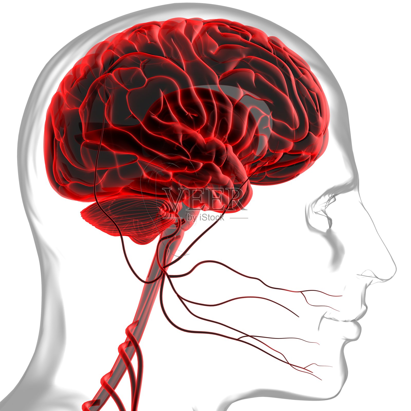 用于医学概念三维渲染的人脑解剖照片摄影图片