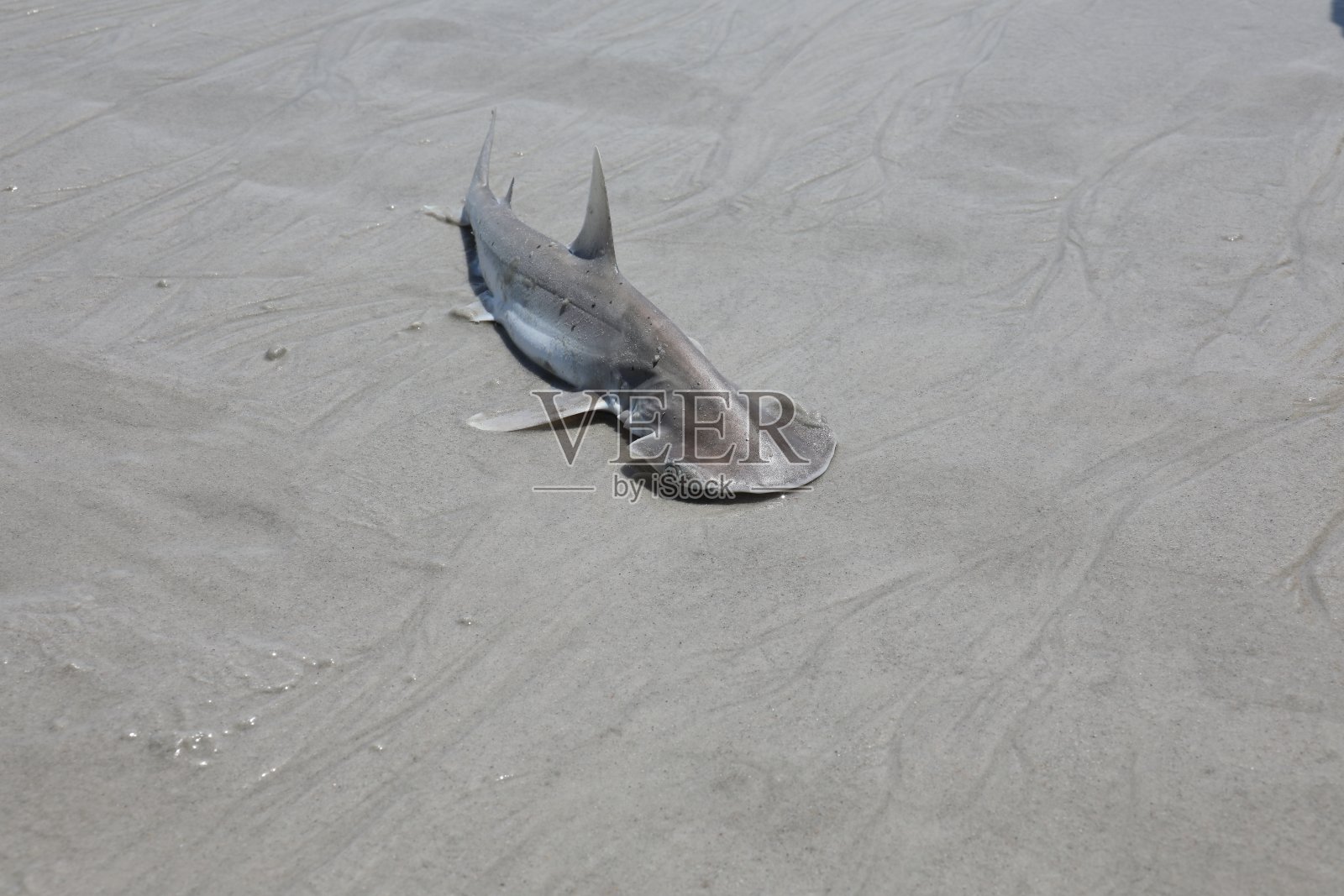 小锤头鲨照片摄影图片