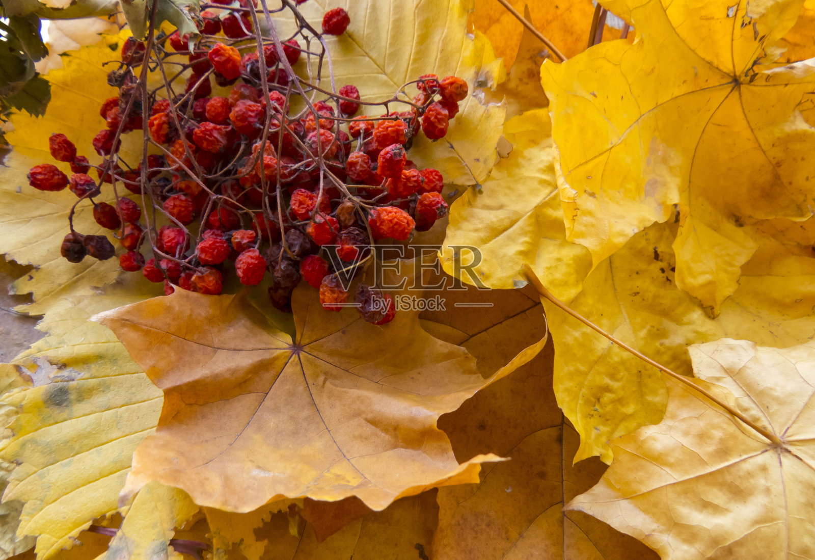 秋天的背景。黄色的枫叶。照片摄影图片