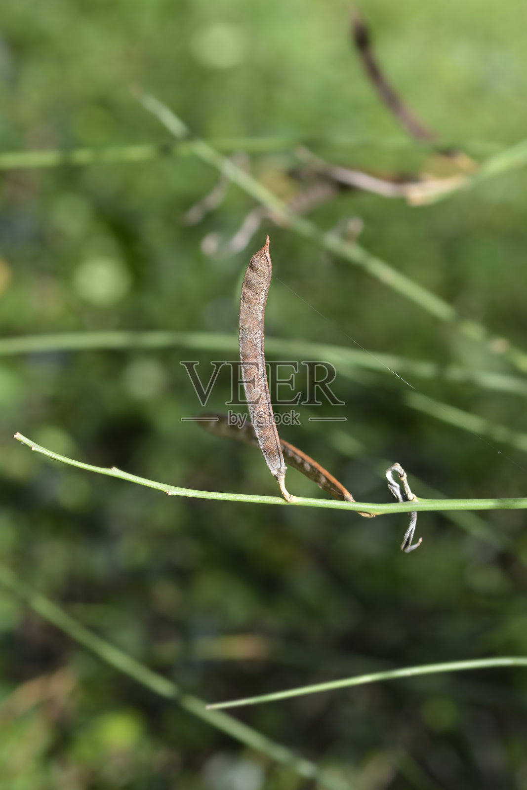 西班牙的扫帚照片摄影图片