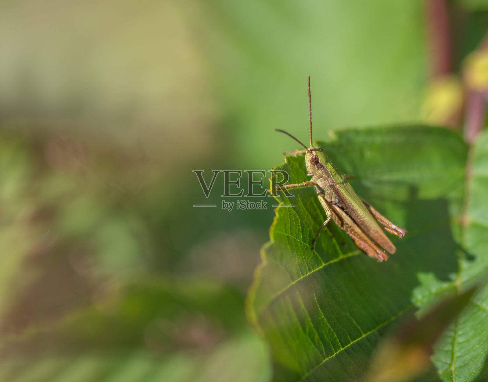 绿色和棕色的蝗虫坐在绿色的叶子上照片摄影图片