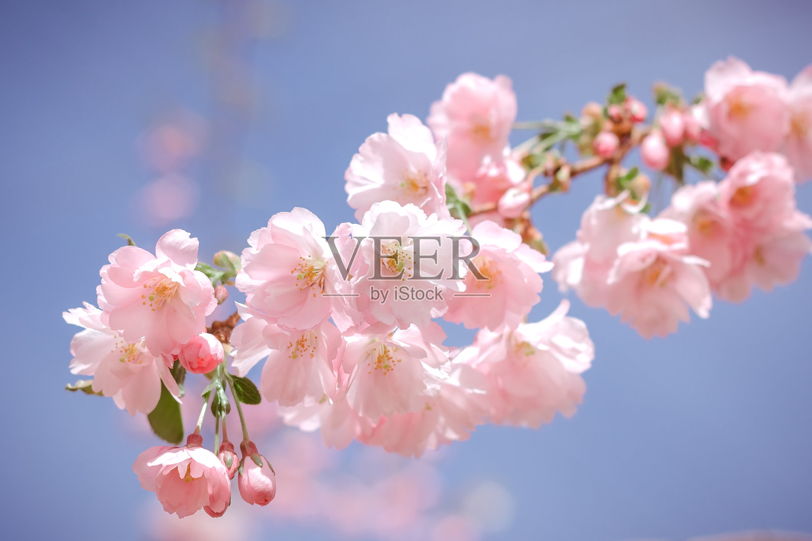 春天的樱花在柔和的绿色背景。蓝色的天空上盛开的樱花。粉红色的樱花,神奇多彩的梦幻浪漫的艺术形象春天的自然,复制空间照片摄影图片