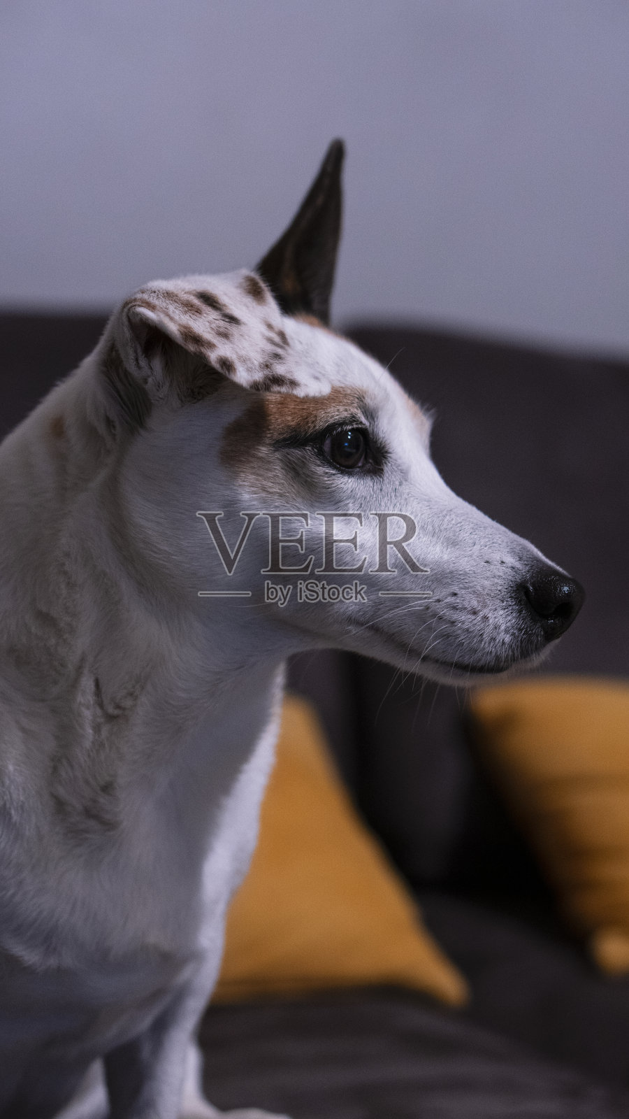 可爱的杰克罗素狗肖像照片照片摄影图片