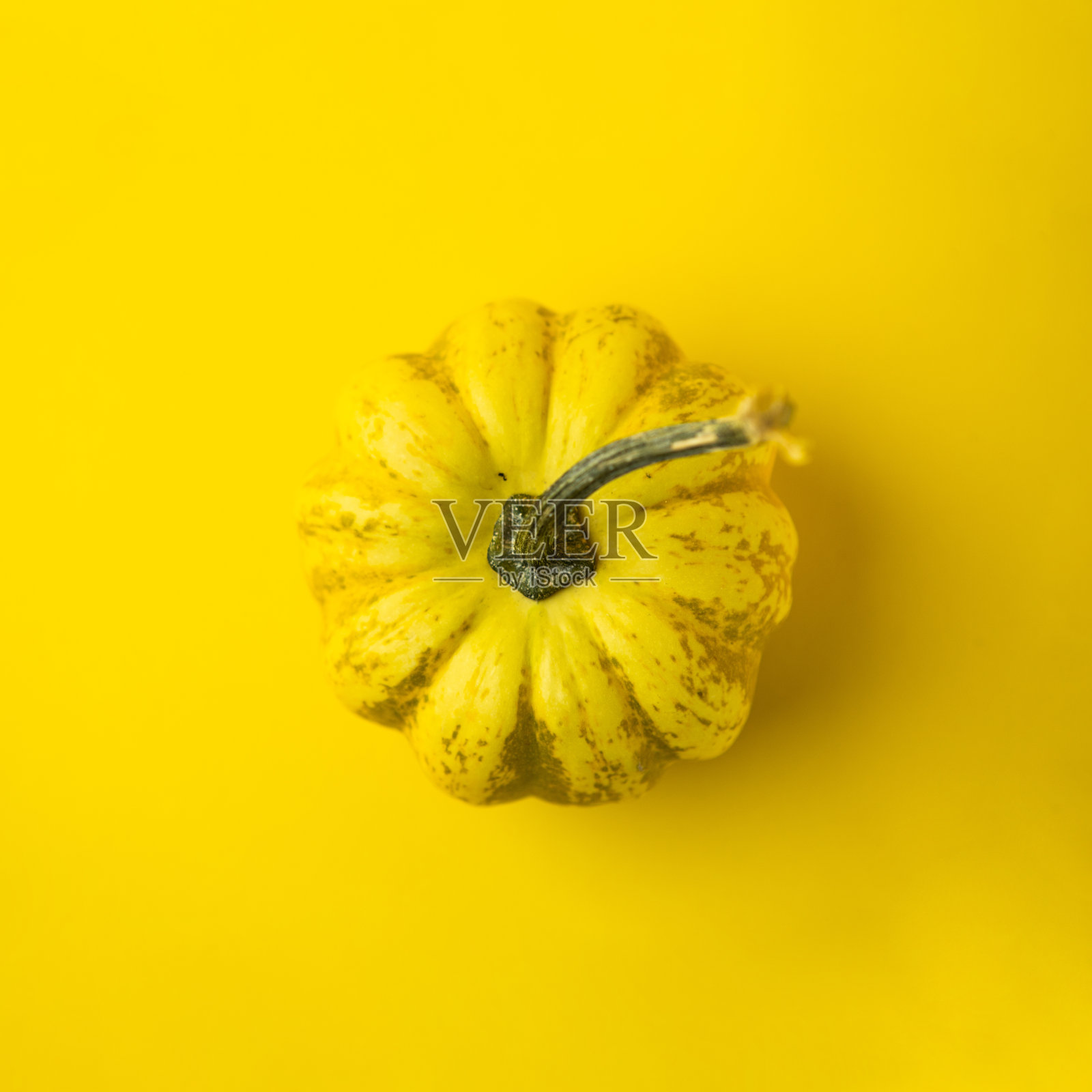 黄色背景上的黄色小南瓜。广场摄影。照片摄影图片