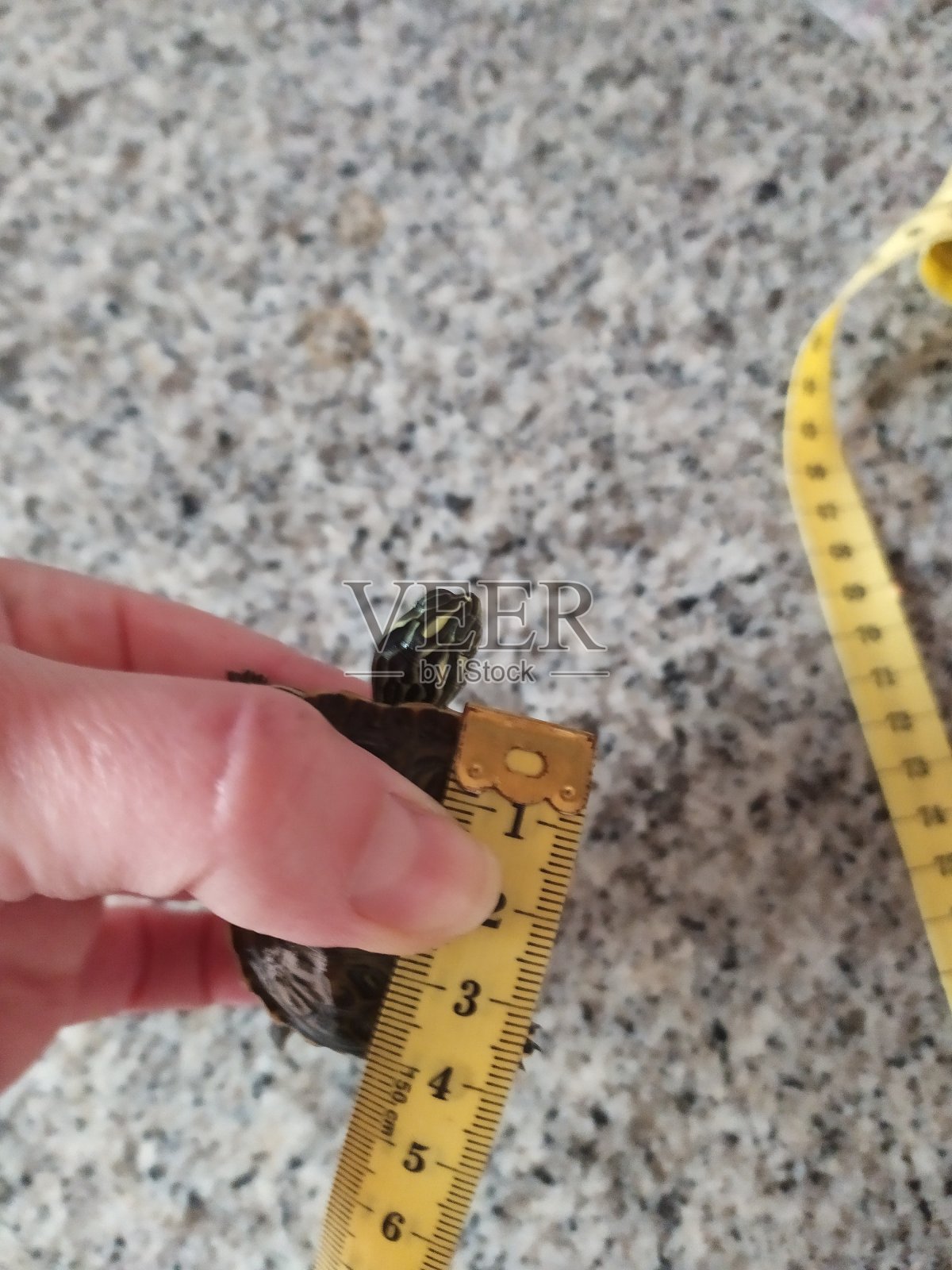 大乌龟照片摄影图片