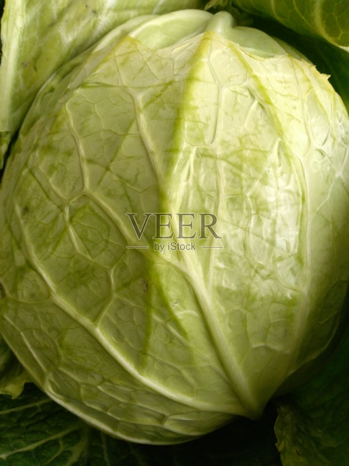 卷心菜照片摄影图片