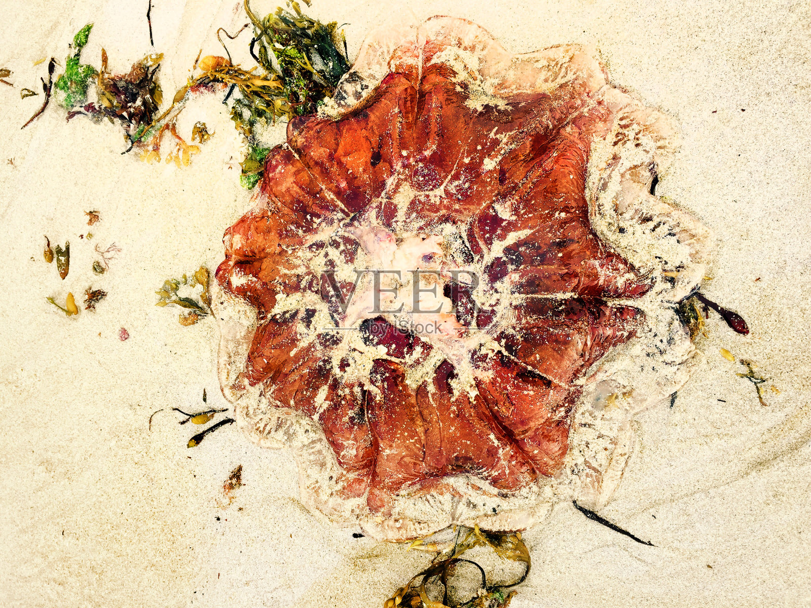 水母被冲上了海滩照片摄影图片