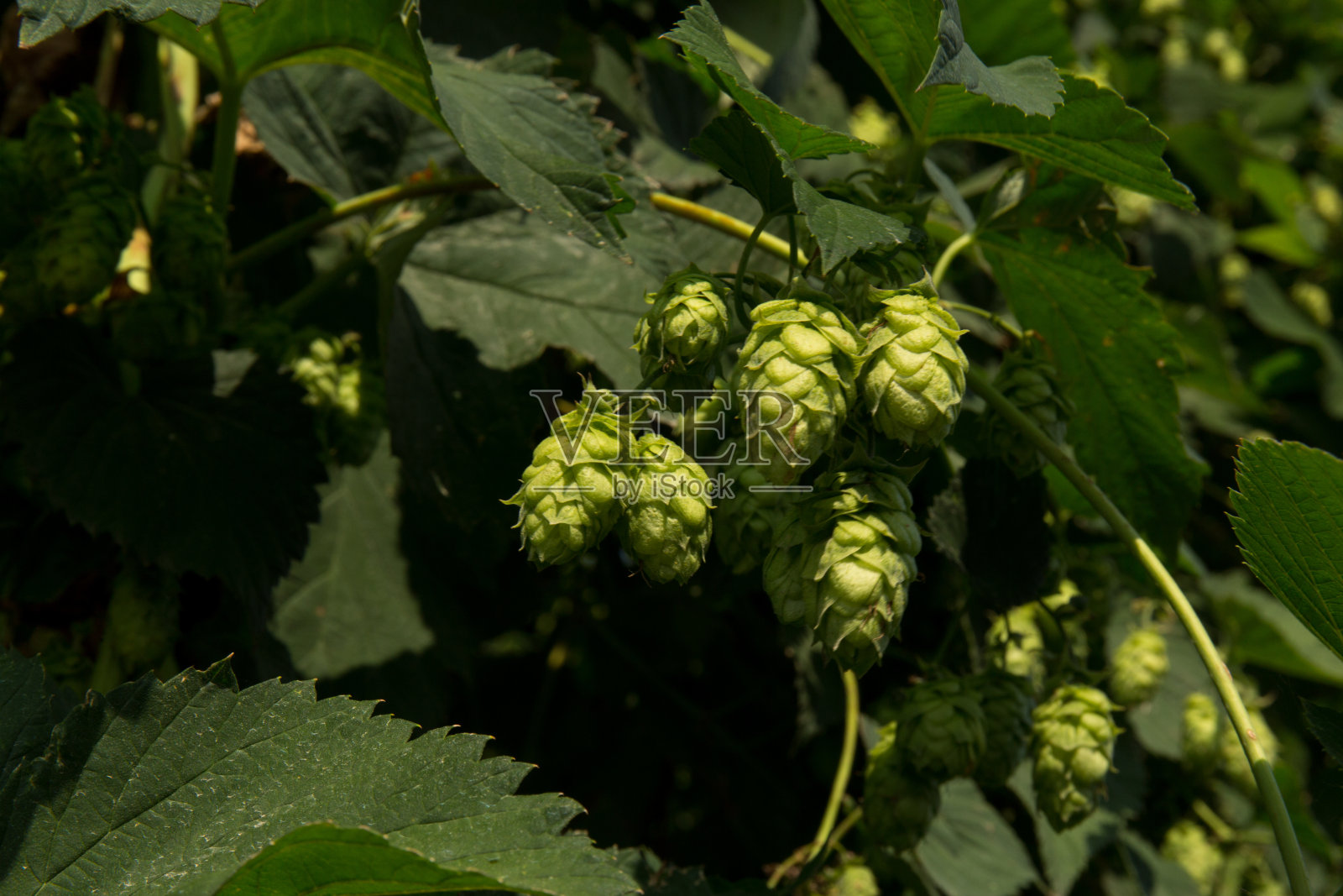 Tettnang的啤酒花照片摄影图片