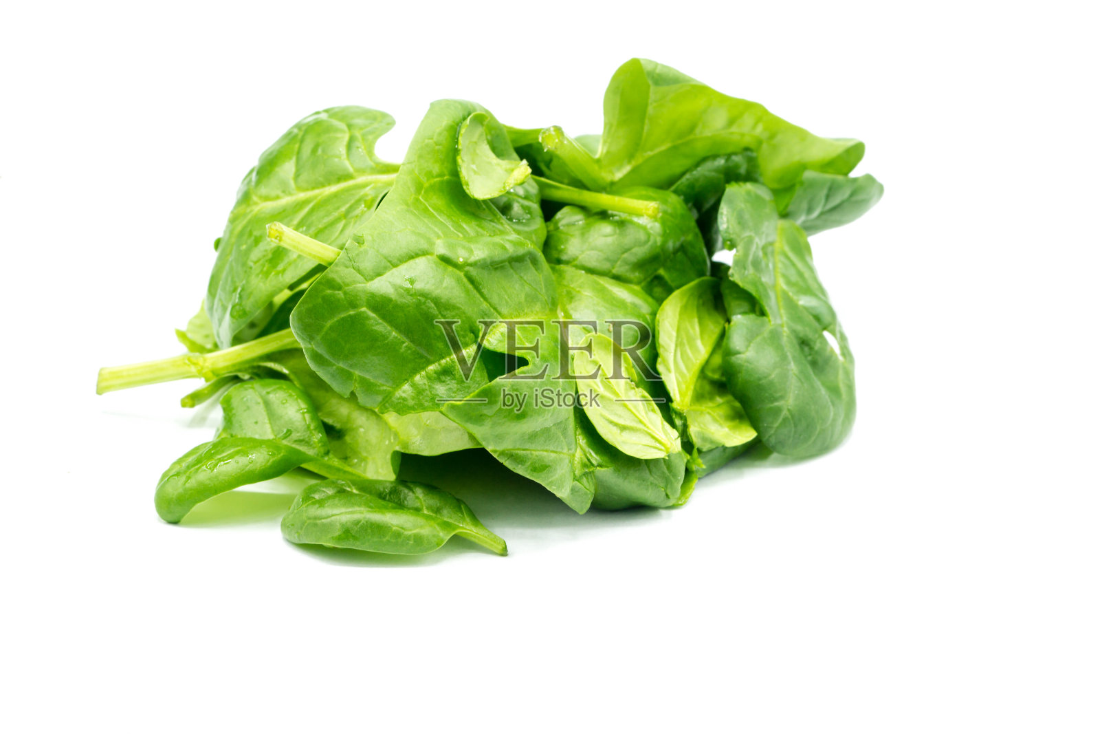 在白色背景上分离的菠菜幼苗照片摄影图片