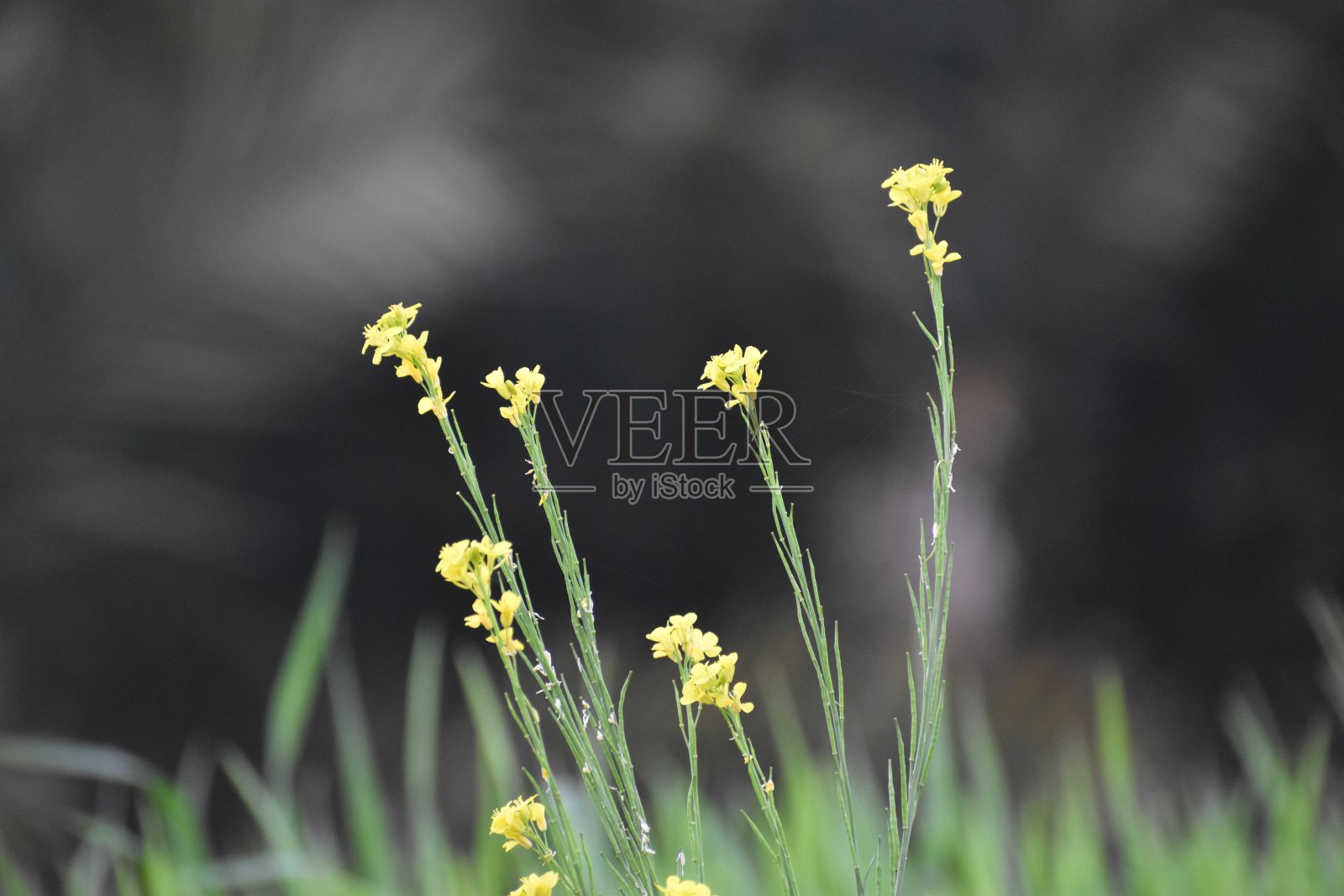 怪物的种子照片摄影图片
