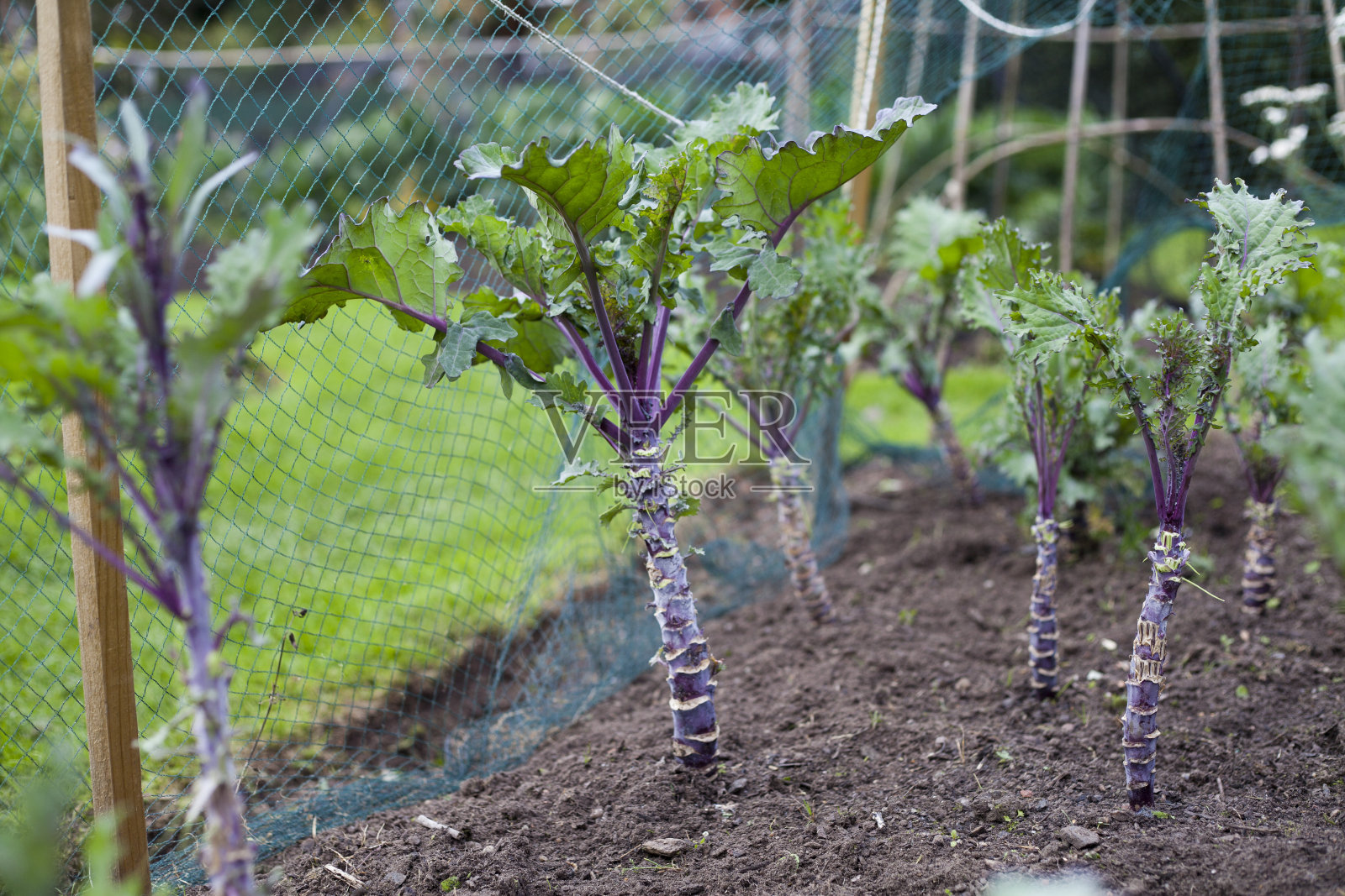 菜园子里的紫甘蓝植物在网眼下,可以防止甘蓝蝇和蝴蝶的叮咬。照片摄影图片
