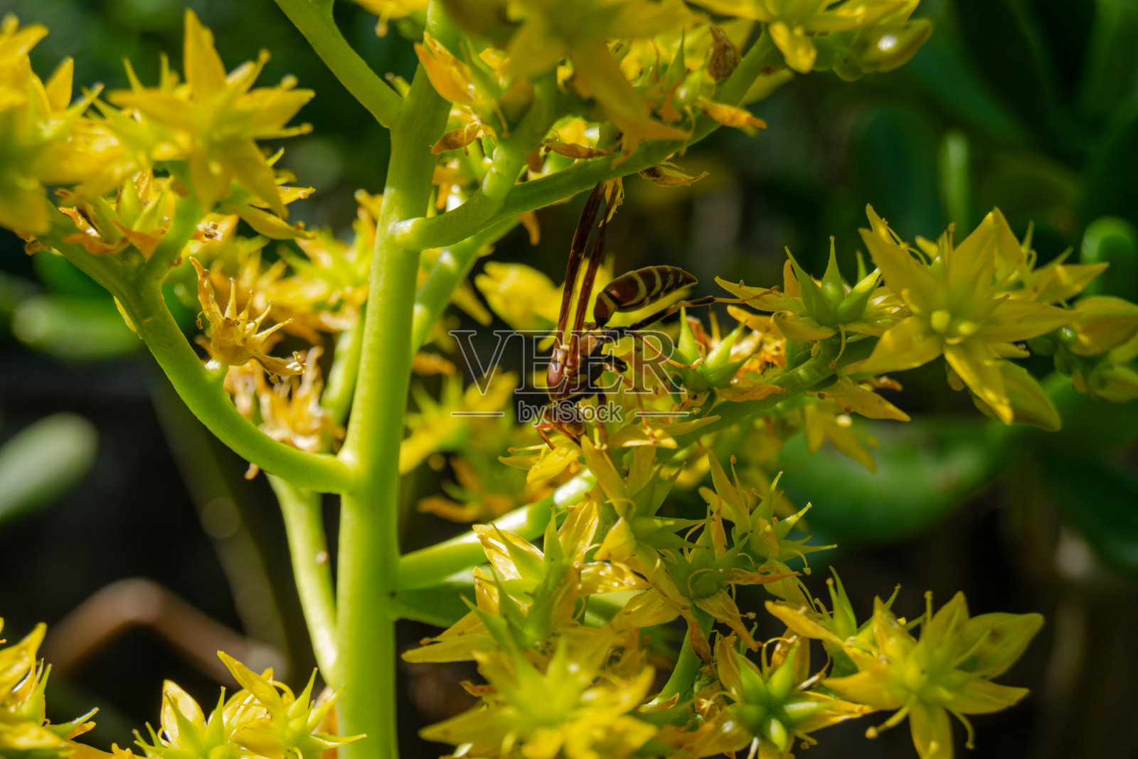 黄蜂以花为食照片摄影图片