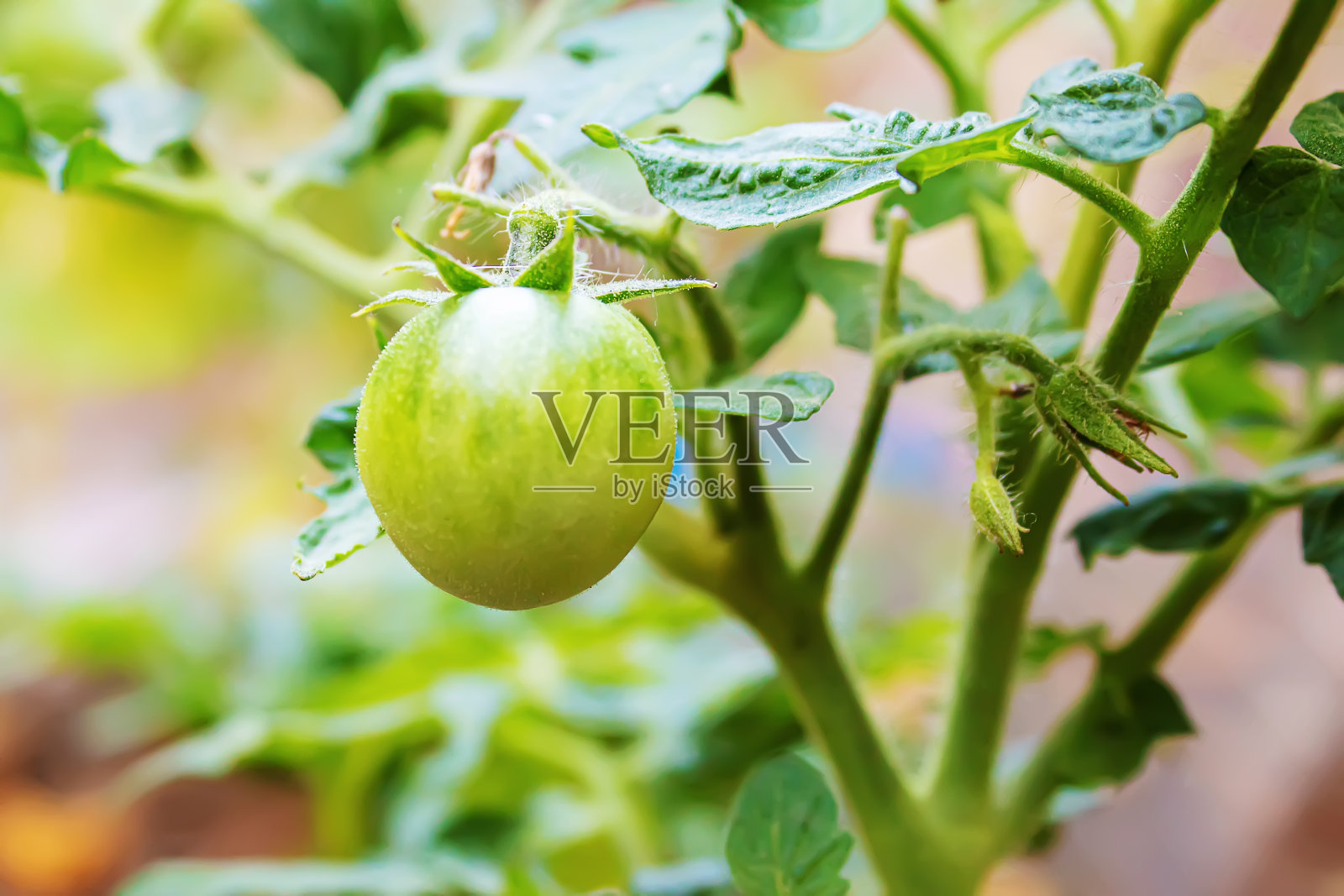 花园里长着绿色的西红柿。有选择性的重点照片摄影图片