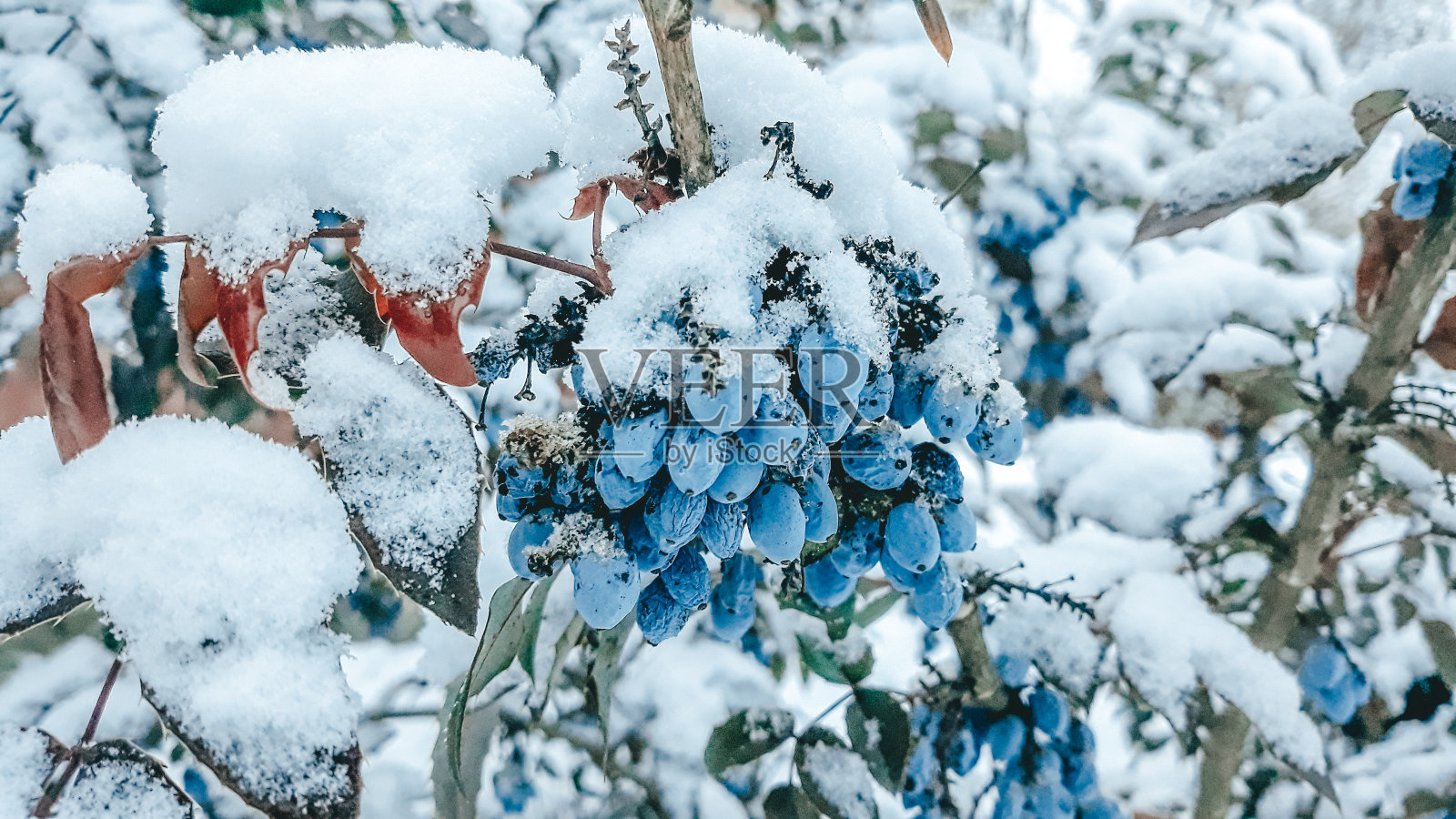 雪浆果照片摄影图片
