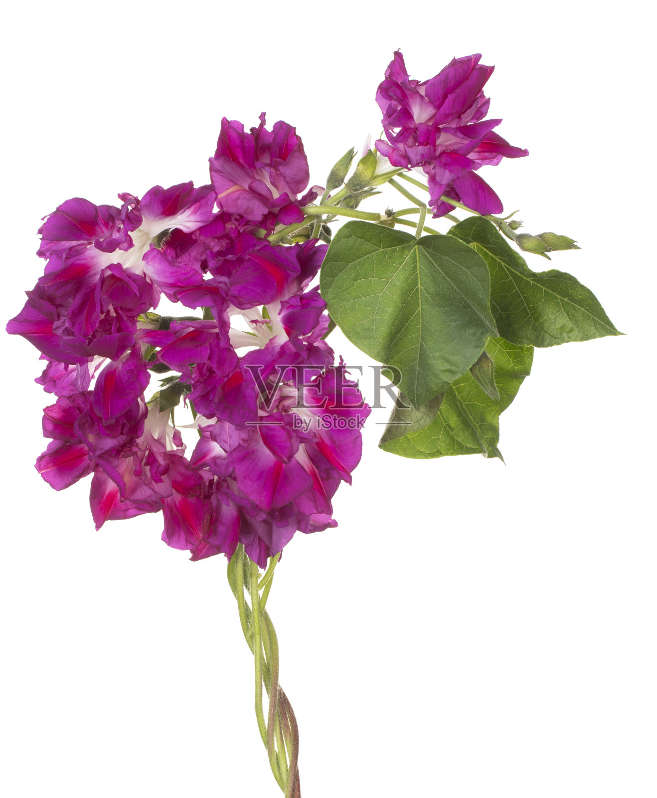 花孤立照片摄影图片