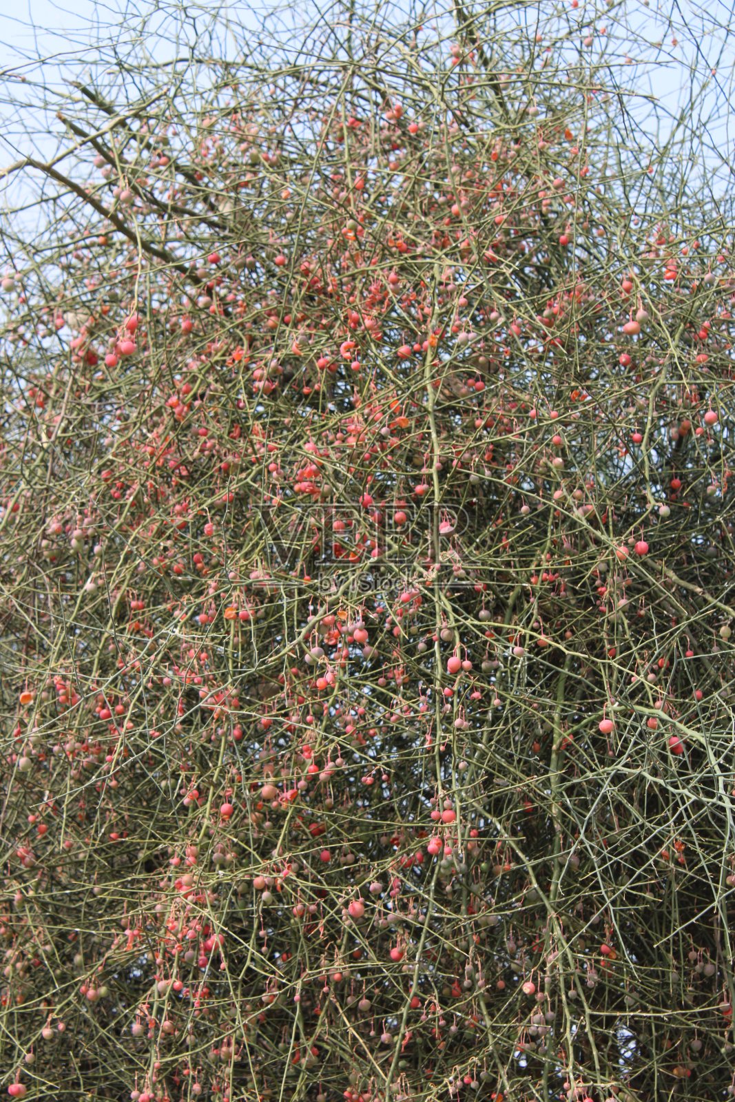 塔尔沙漠的性质照片摄影图片