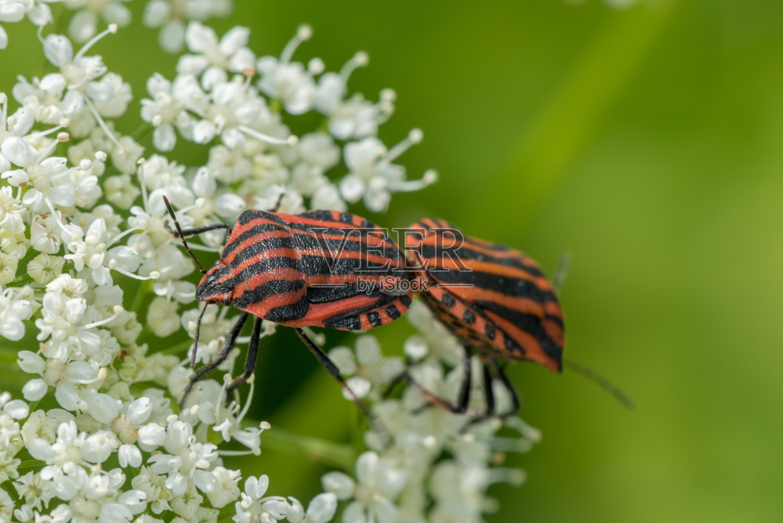 Graphosoma Lineatum交配。屏蔽错误,宏。浅景深。照片摄影图片