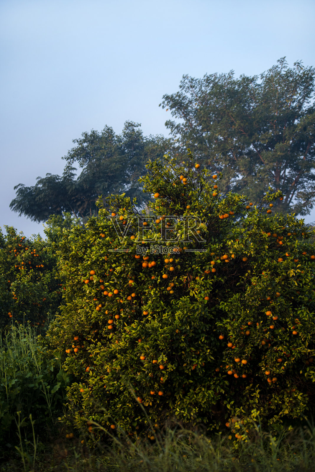 柑橘农场的橘子树照片摄影图片