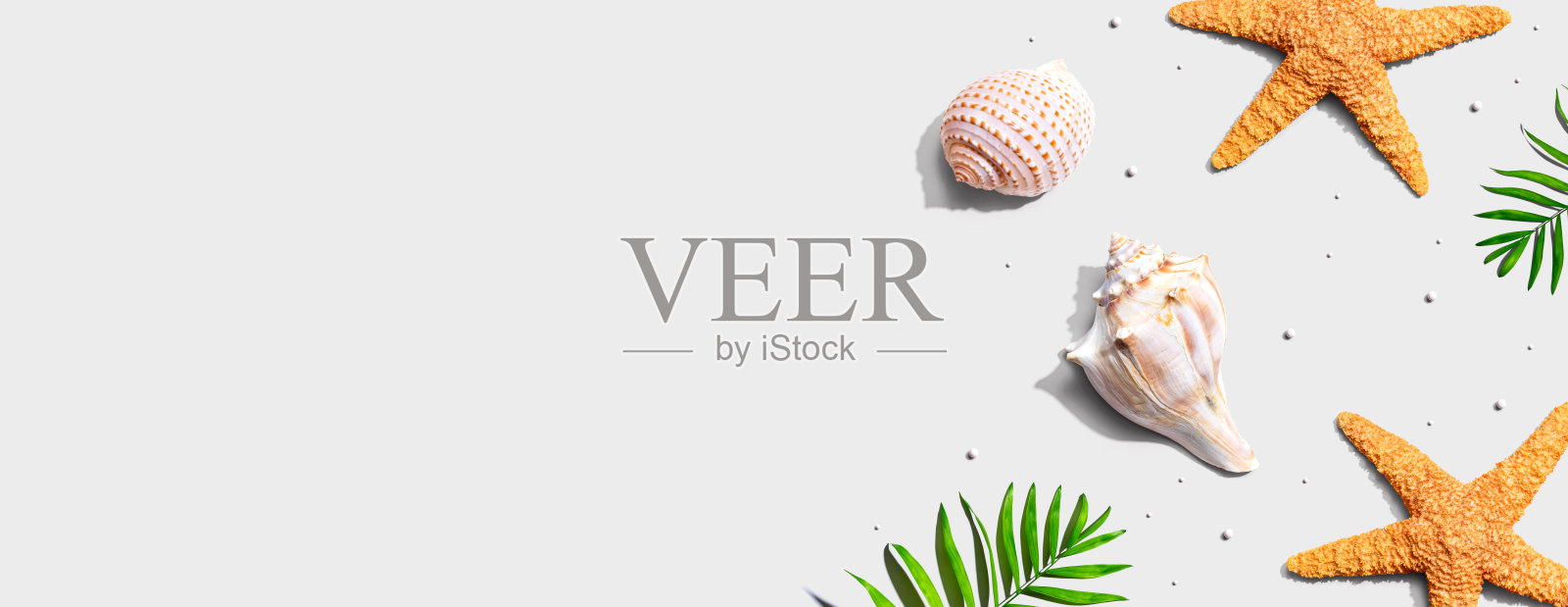 夏季概念与海星和贝壳照片摄影图片