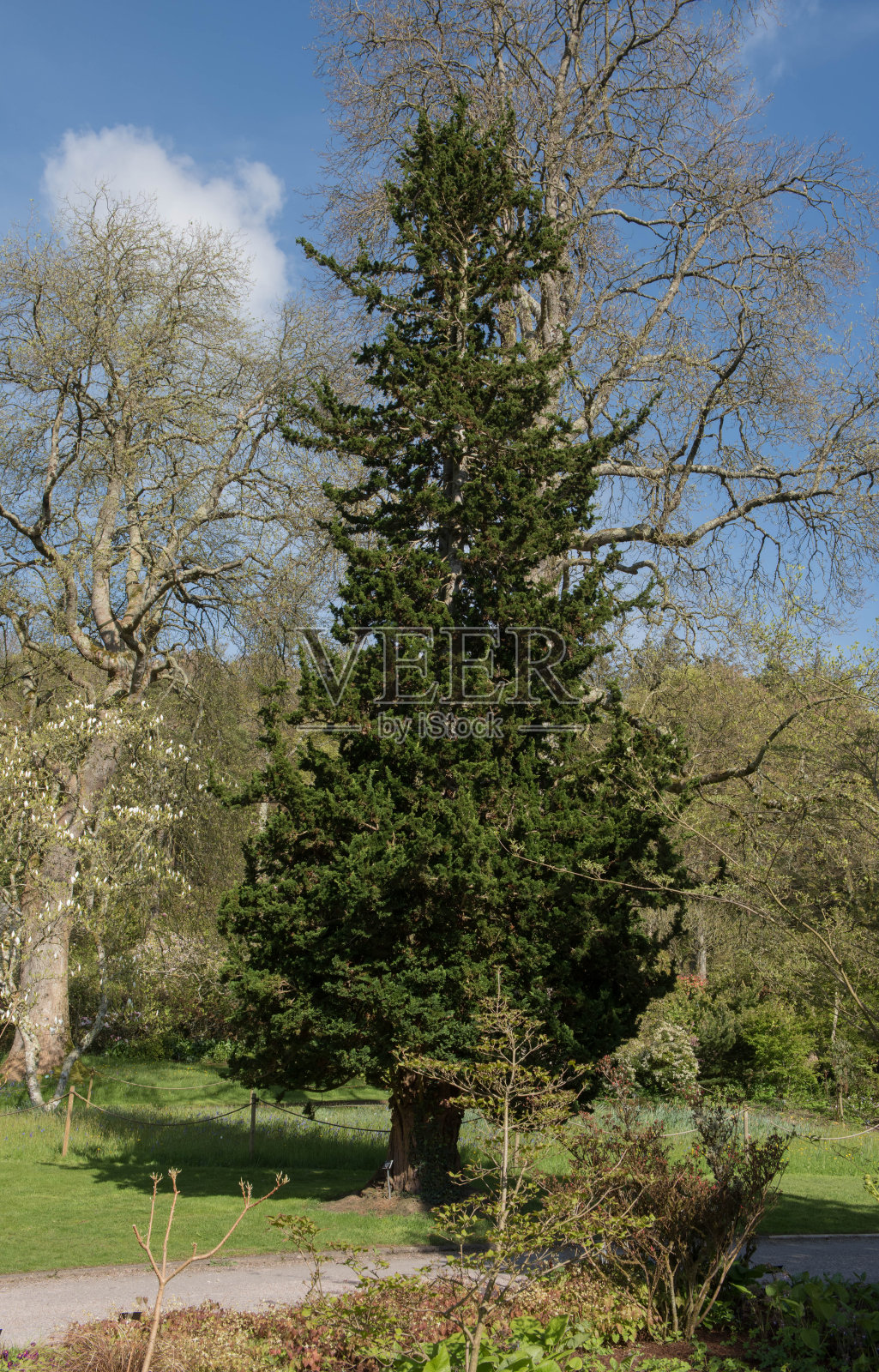 一棵常绿针叶树劳森柏树(Chamaecyparis lawsoniana 'Wisselii')的春天树叶,生长在英国德文郡乡村的乡村别墅花园照片摄影图片