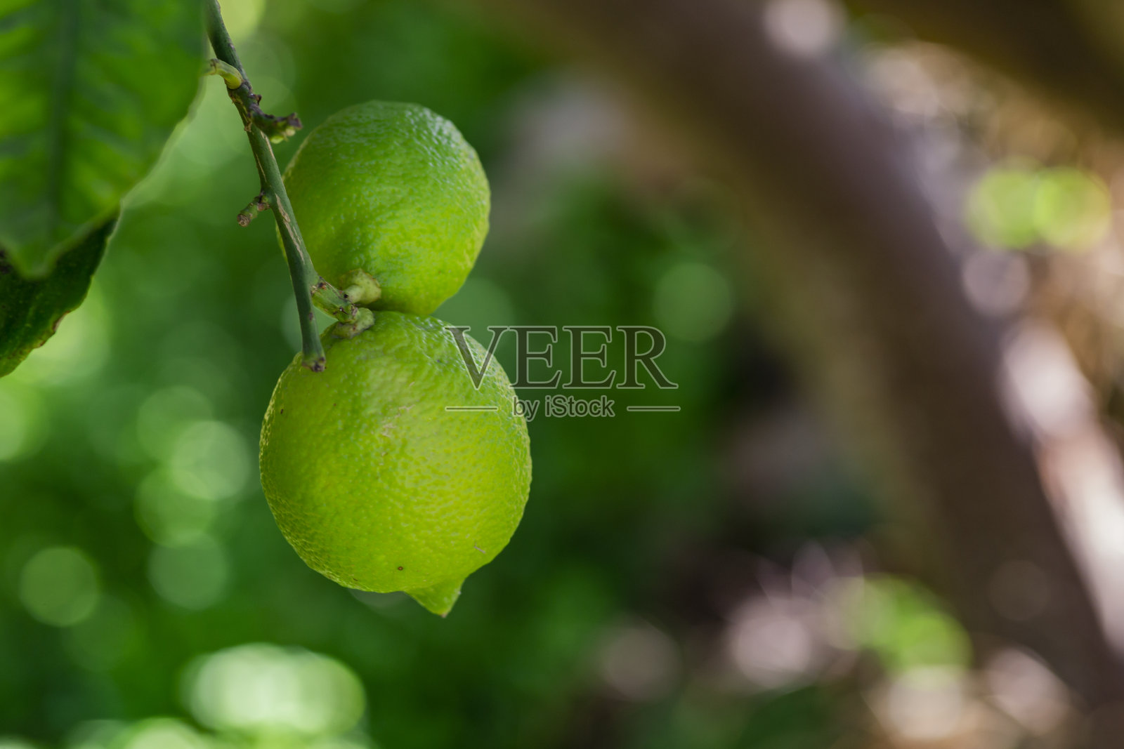 花园里树上的绿柠檬。照片摄影图片
