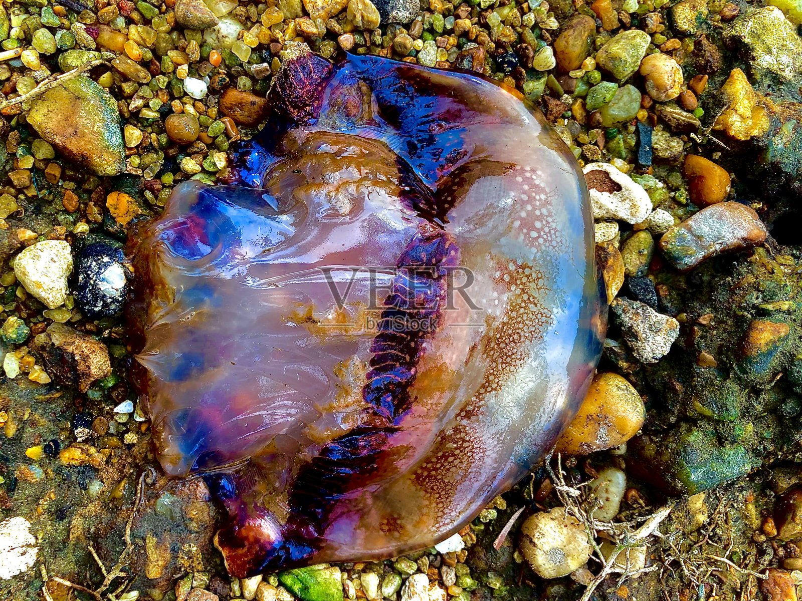 岩石上的水母照片摄影图片
