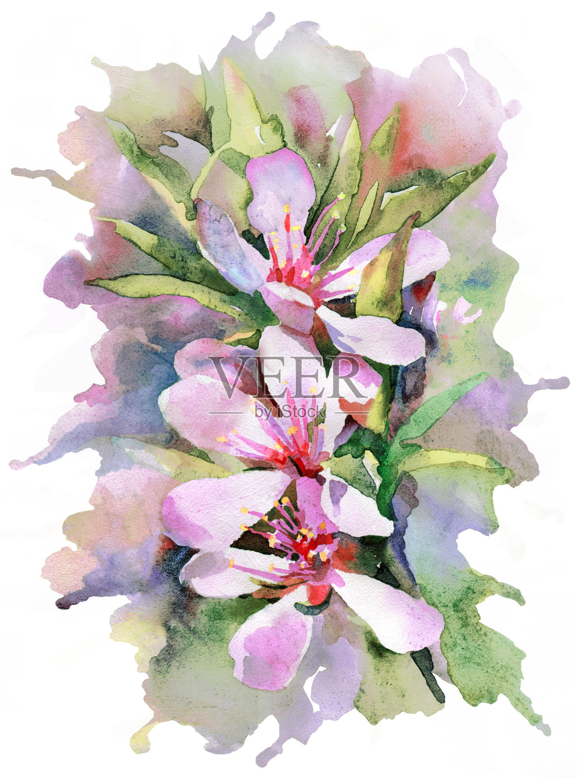 杏树的粉红色花朵。春天开花。水彩绘画。插画图片素材