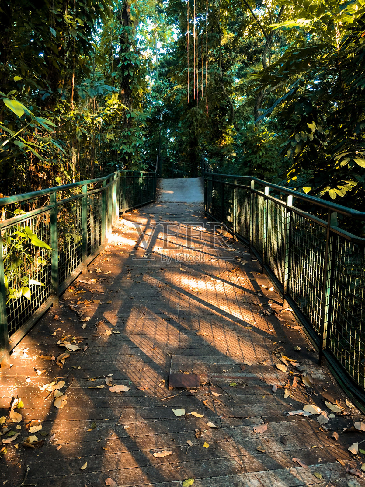森林散步照片摄影图片