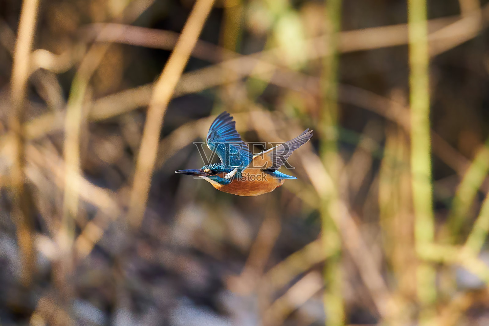 普通翠鸟(Alcedo atthis)照片摄影图片