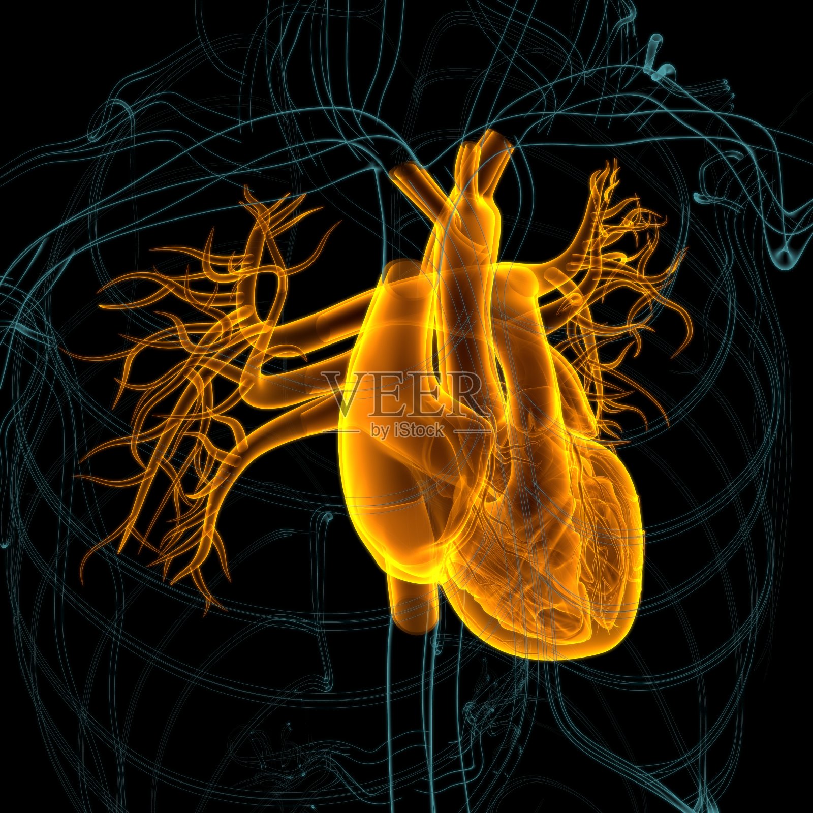 肺人体呼吸系统解剖医学概念3D渲染照片摄影图片