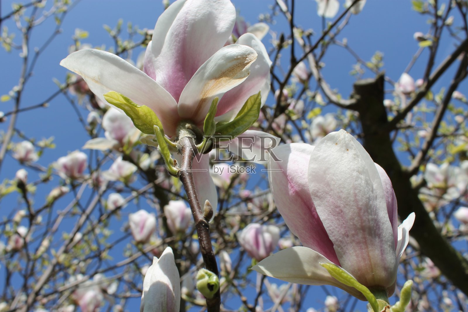 木兰照片摄影图片