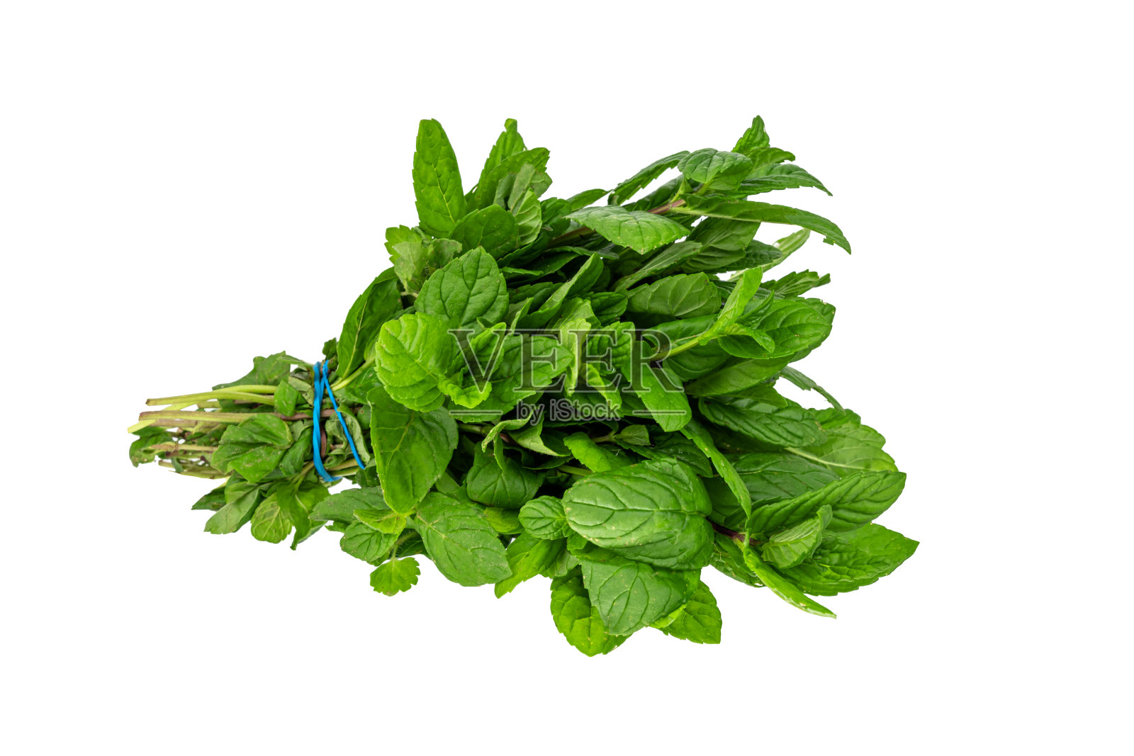 一束新鲜的绿色薄荷孤立在白色的背景照片摄影图片