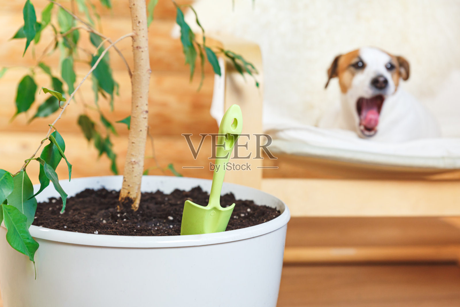 室内植物保健概念。舒适的环保木屋,有花园和宠物。照片摄影图片