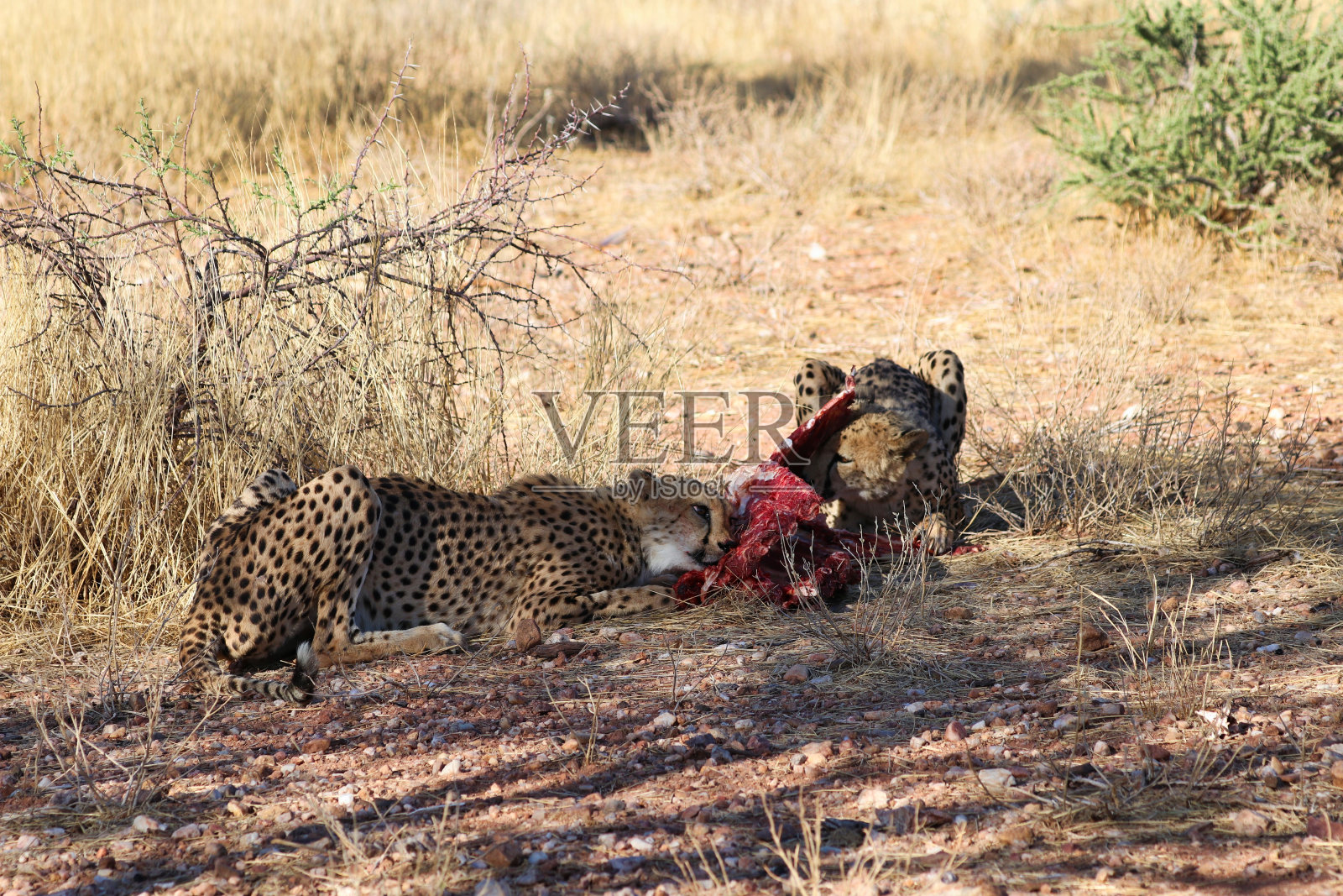 非洲纳米比亚,猎豹捕食猎物照片摄影图片